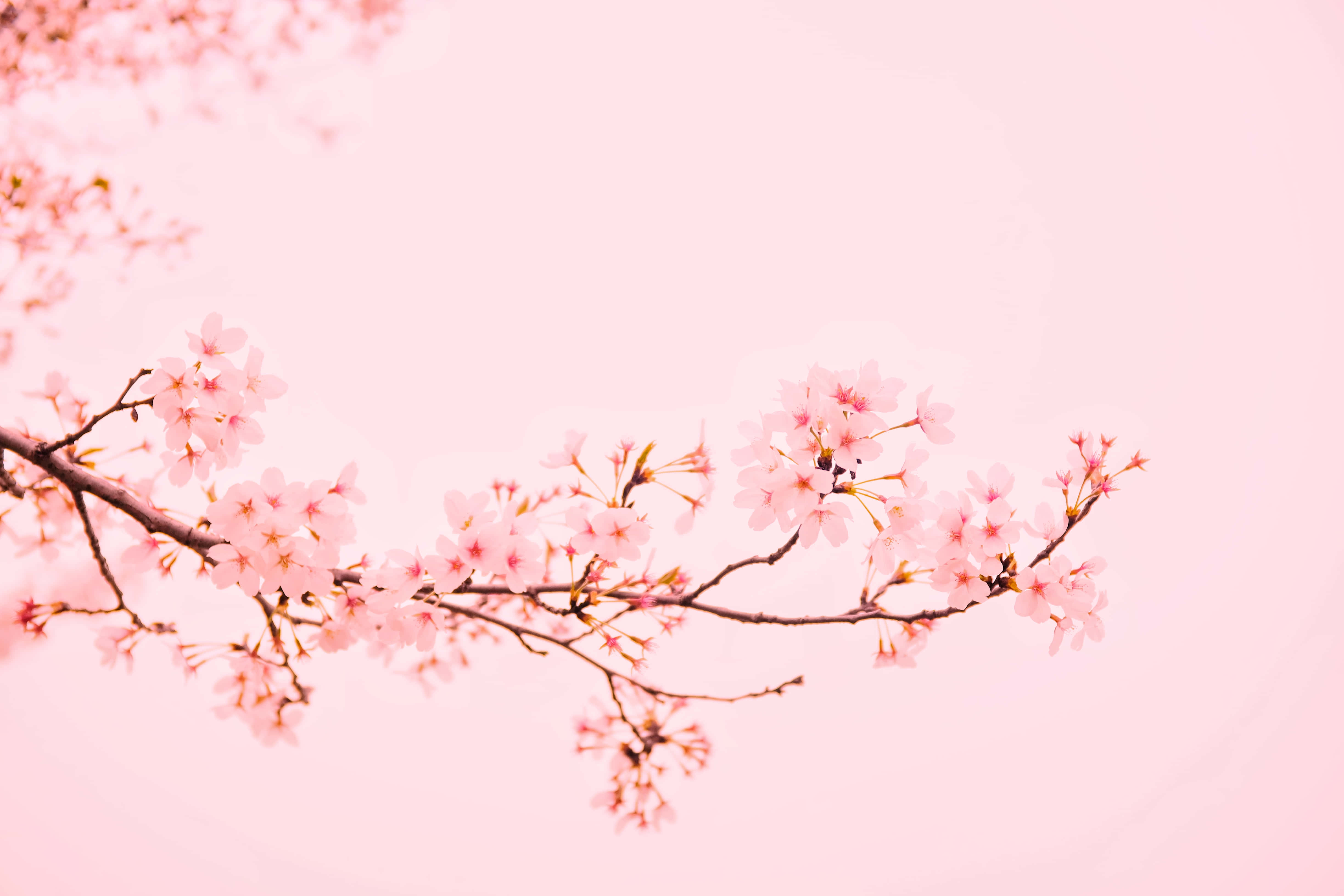 Pink Cherry Blossom 桌布 壁紙 — 一束嬌嫩的粉紅櫻花在夢幻的粉彩天空中柔和綻放。