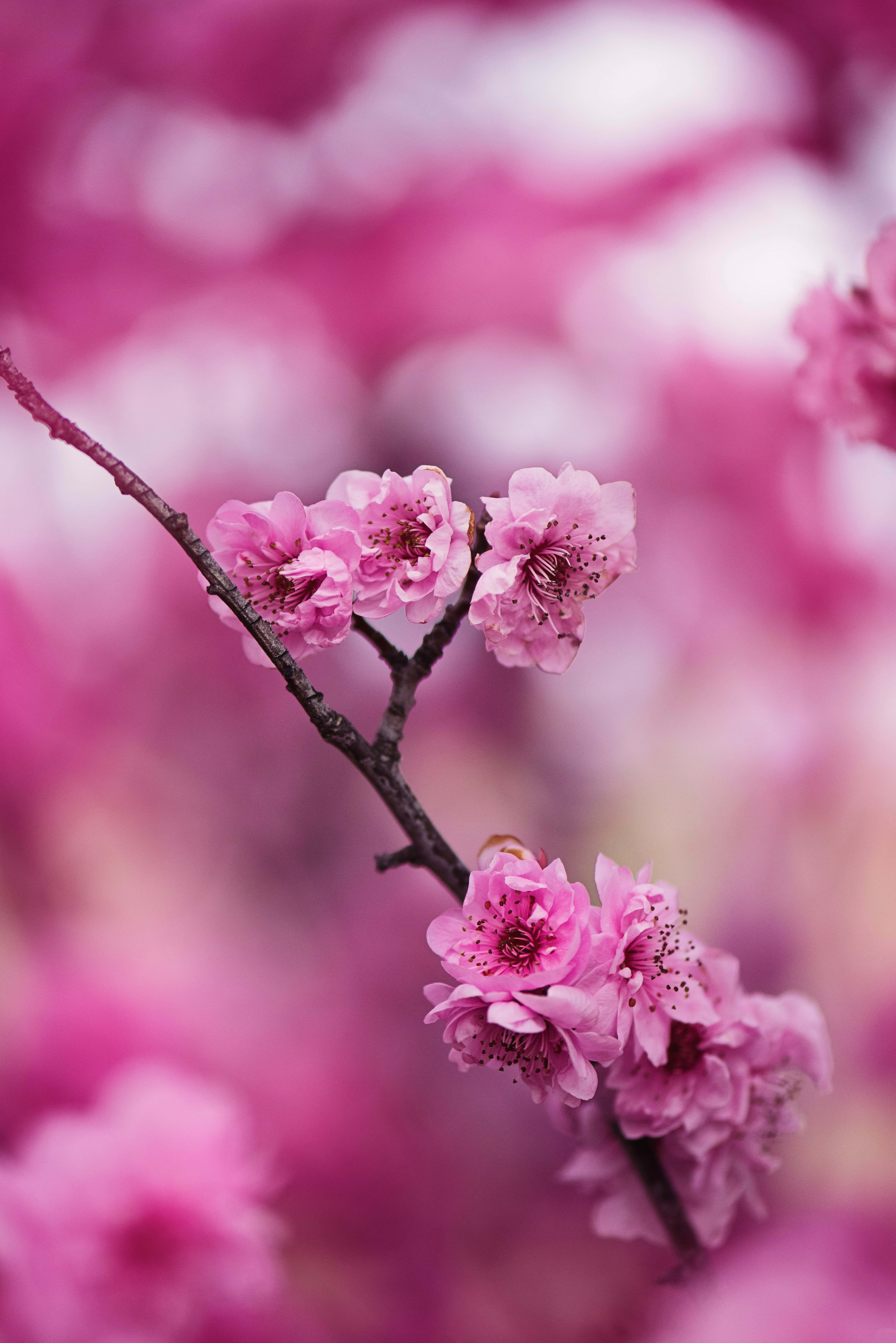 Sakura Blossom 桌布 壁紙 — 一束嬌嫩的粉紅櫻花在由相似花瓣組成的柔和模糊背景中綻放。