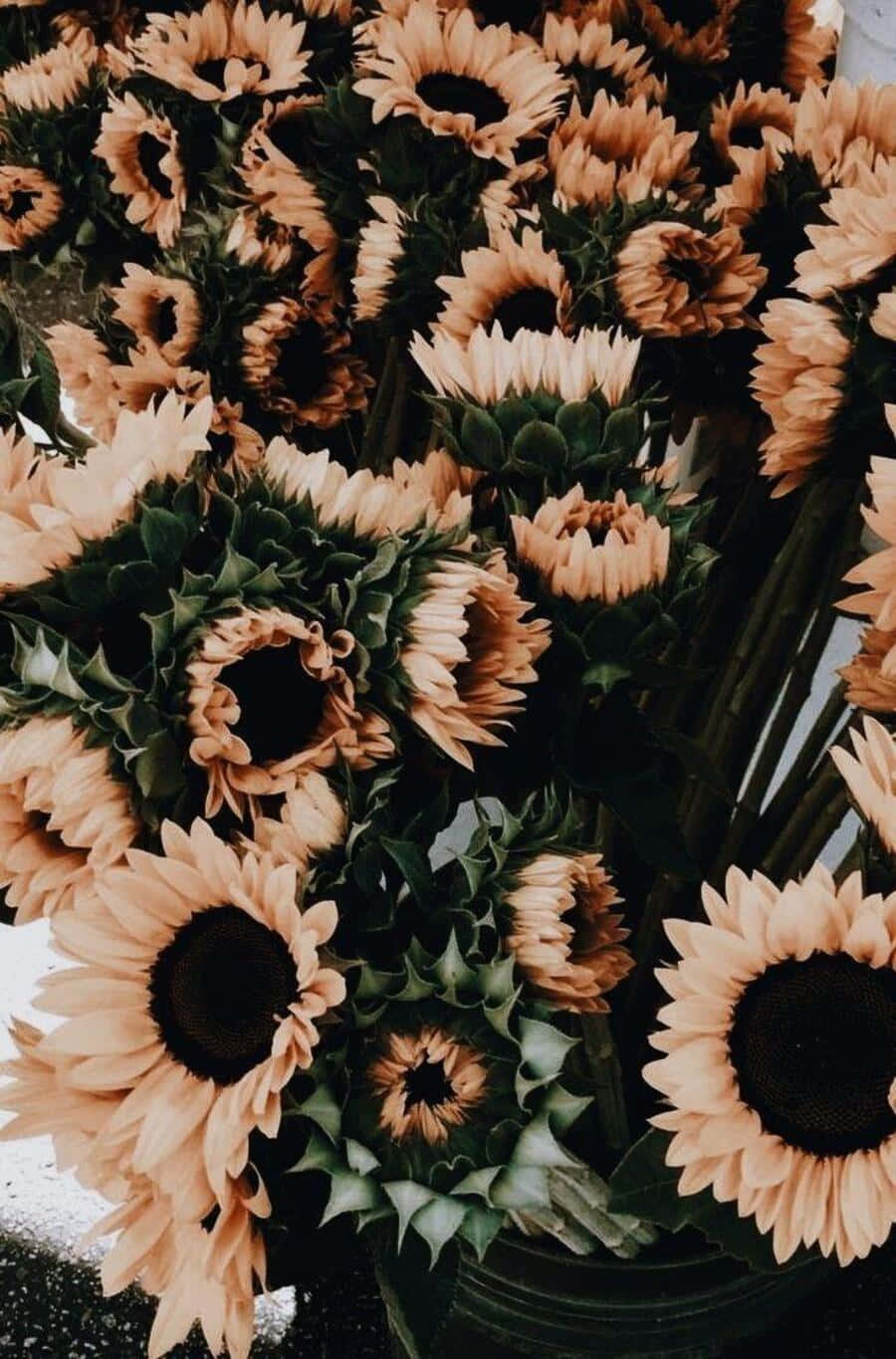 Vintage Aesthetic Plant 桌布 壁紙 — 一束密集的向日葵，花瓣褪色，花心深色，襯以柔和背景。