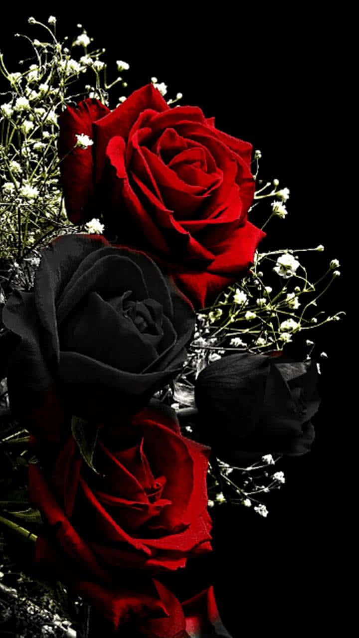 Roses 桌布 壁紙 — 一束戲劇性的深紅和黑玫瑰，與精緻的白色滿天星交織在純黑背景上。