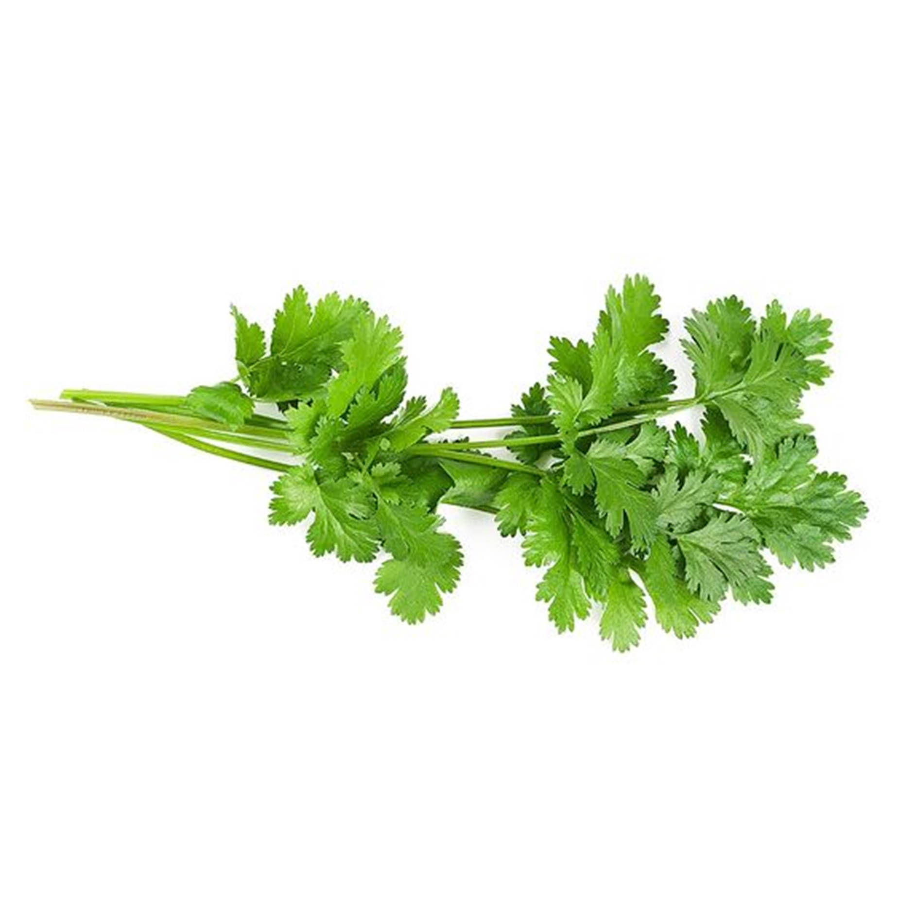 Coriander 桌布 壁紙 — 一束新鮮充滿活力的綠色香菜葉，帶有纖細的莖，襯在純白色背景上。