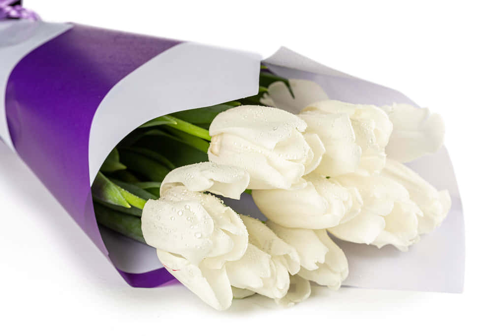 鬱金香 桌布 壁紙 — 一束新鮮的白鬱金香，帶有露珠，用紫色和白色包裝紙包裹，襯托在潔白的背景上。
