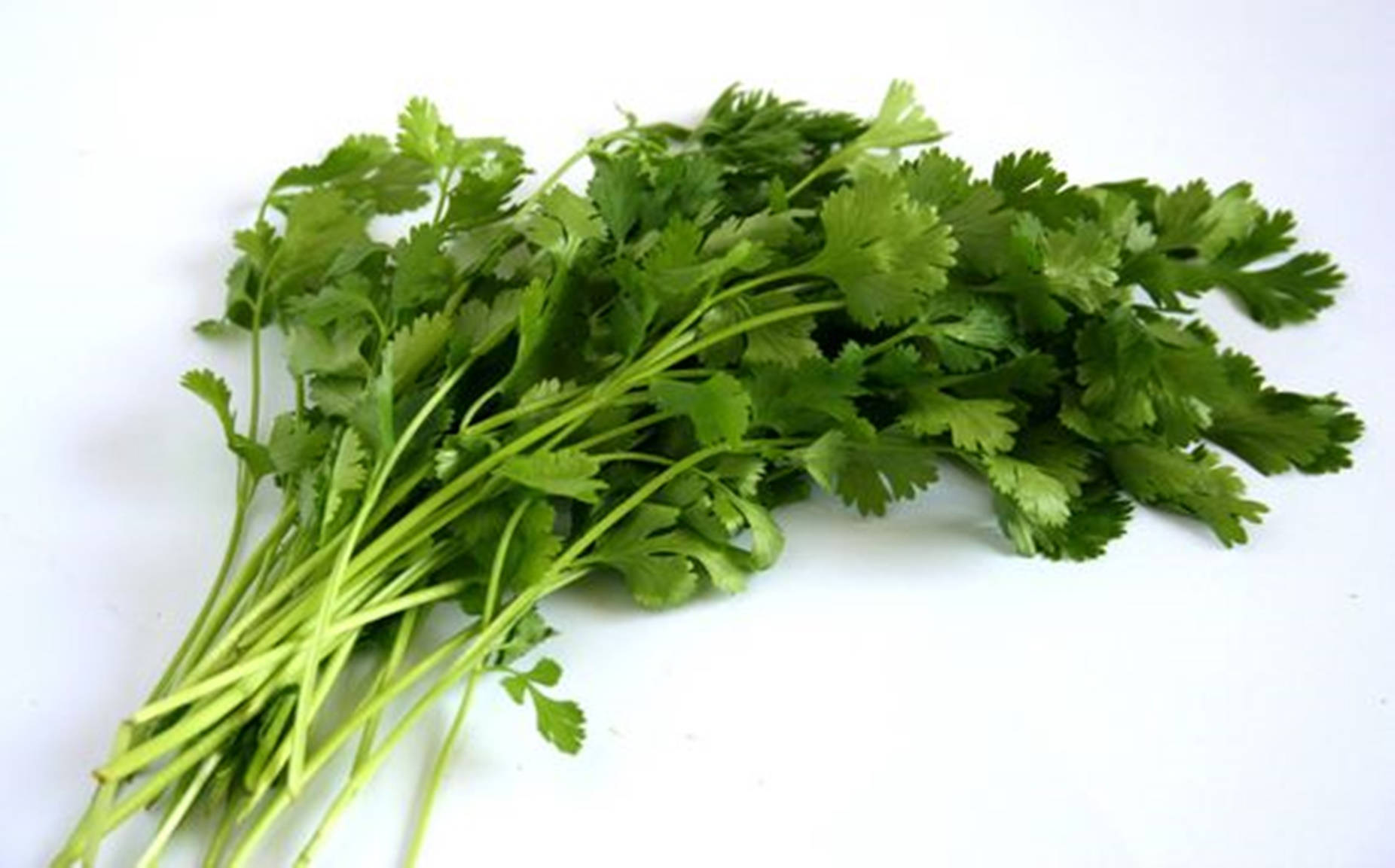 Coriander 桌布 壁紙 — 一束新鮮的翠綠香菜，帶有羽毛狀葉片和纖細莖幹，放在潔白的表面上。