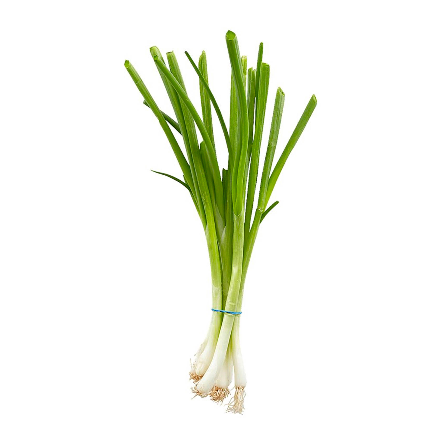 Healthy Food 桌布 壁紙 — 一束新鮮的青蔥，用藍色帶子綁著，放在純白背景上。