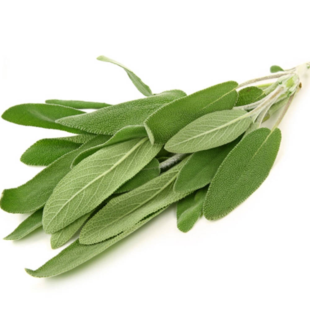 Green Leaves 桌布 壁紙 — 一束新鮮的鮮綠色鼠尾草葉，表面有紋理，邊緣呈鋸齒狀，置於潔白背景前。
