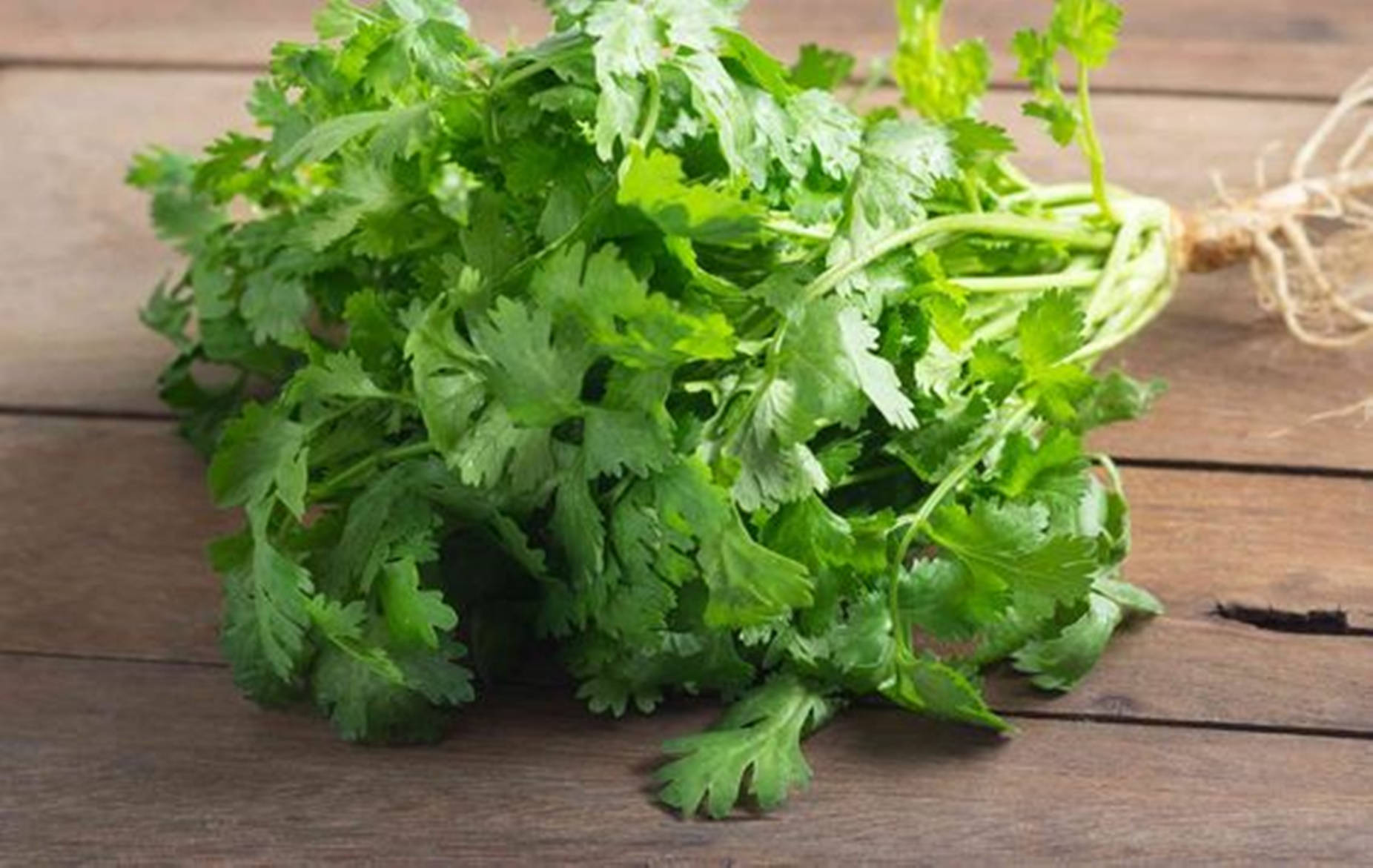 Coriander 桌布 壁紙 — 一束新鮮翠綠的香菜，帶有可見的根部，放在質樸的木質表面上。