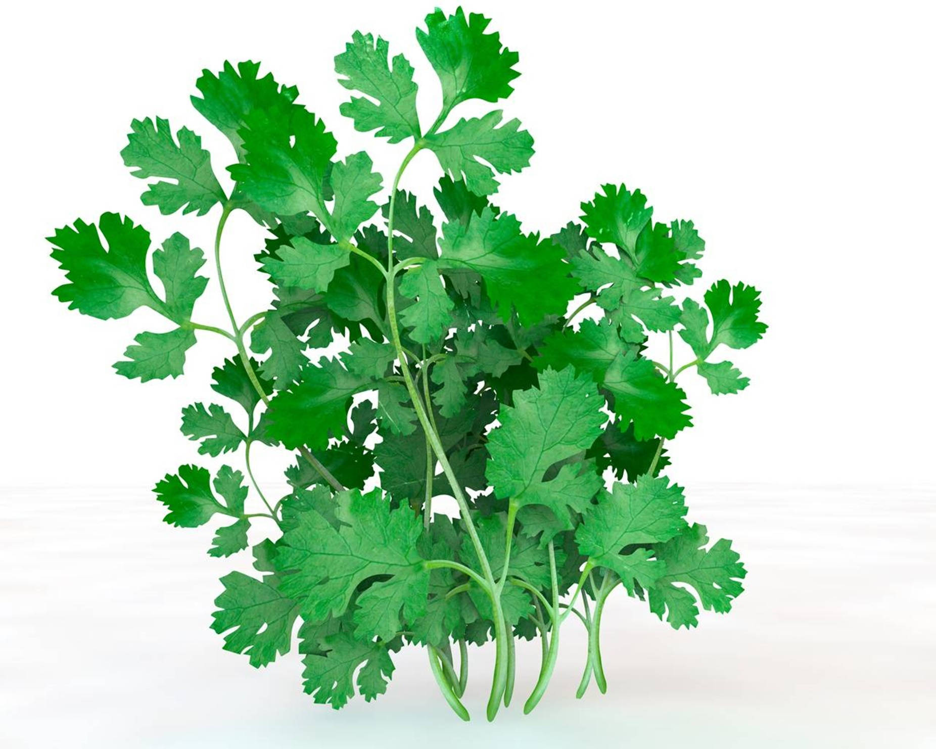 Coriander 桌布 壁紙 — 一束新鮮翠綠的香菜葉，帶有纖細的莖，襯托在潔白的背景上。