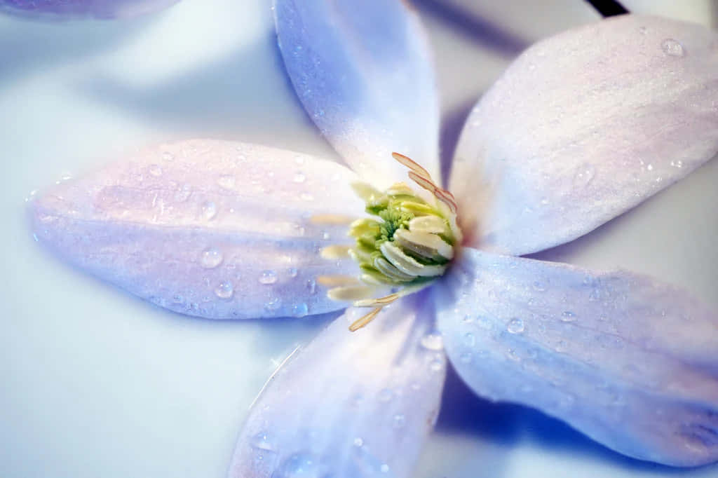 Periwinkle Blue 桌布 壁紙 — 一束柔和的淡紫色花朵特寫，花瓣上閃爍著露珠，背景模糊清涼。