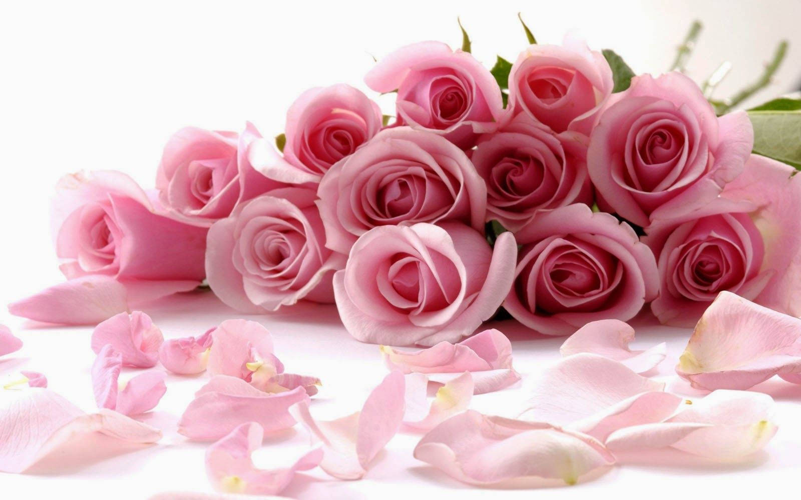 Roses 桌布 壁紙 — 一束柔和的粉紅玫瑰，散落的花瓣，放在明亮的白色表面上，散發著柔和的光芒。