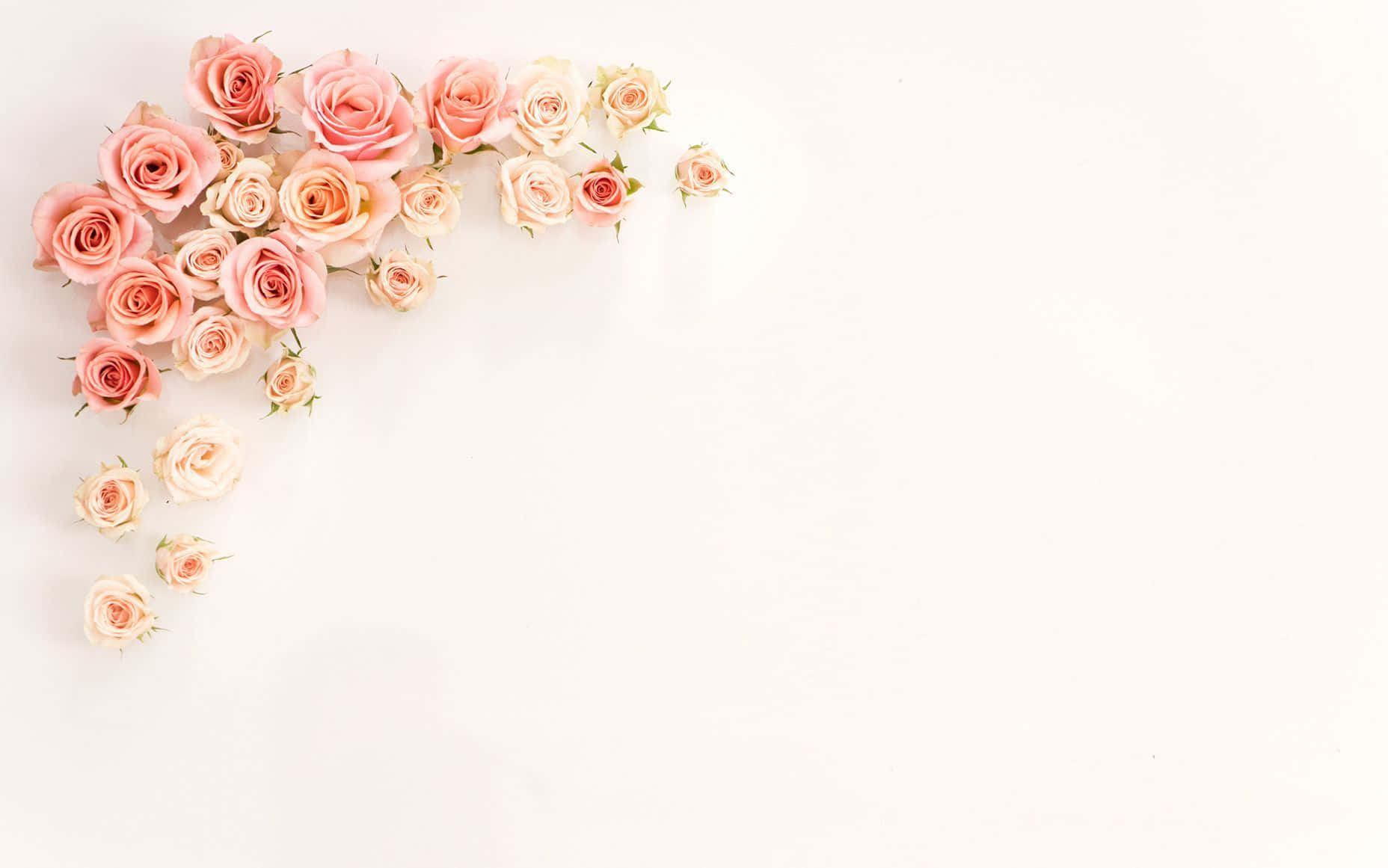Rose Flower 桌布 壁紙 — 一束柔和的粉紅色和奶油色玫瑰精緻地排列在乾淨白色背景的左上角。