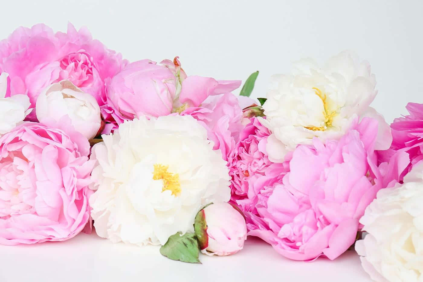 Peony 桌布 壁紙 — 一束柔和的粉紅色和白色牡丹花，配上精緻的綠葉，放在潔白的表面上。
