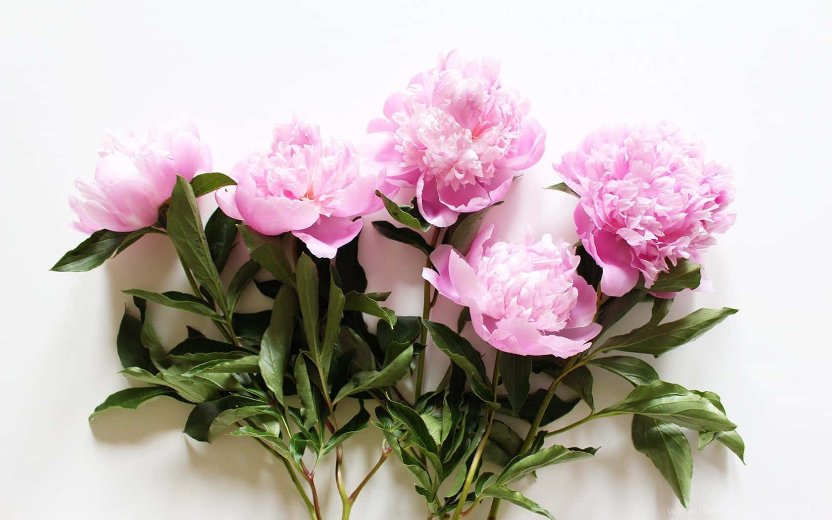 Peony 桌布 壁紙 — 一束柔和的粉紅色牡丹花，搭配翠綠的葉子，擺放在潔白的背景上。