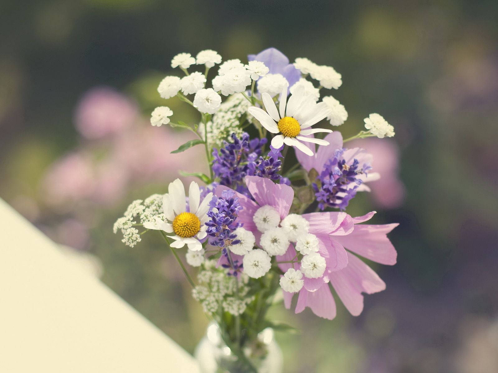 花 桌布 壁紙 — 一束柔焦的白色雛菊、薰衣草和粉紅色大波斯菊，在玻璃花瓶中對著模糊的花園背景輕輕綻放。