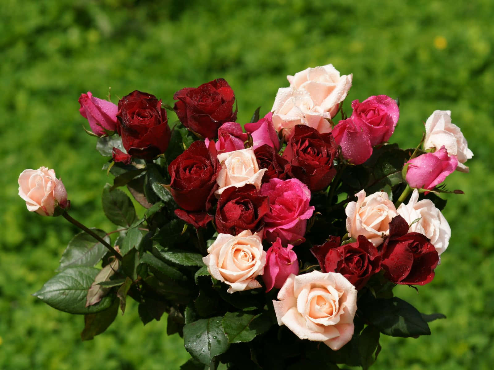 Bouquet 桌布 壁紙 — 一束深紅和柔粉色玫瑰，帶有露珠，在充滿活力的綠色草地背景上閃閃發光。