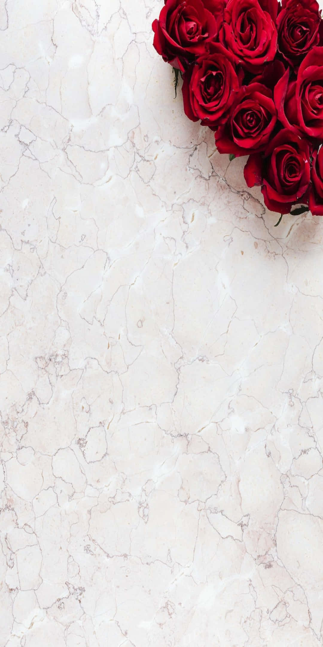 Pixel 3 Roses 桌布 壁紙 — 一束深紅玫瑰優雅地放置在帶有細微灰色紋理的奶油白色大理石表面上。
