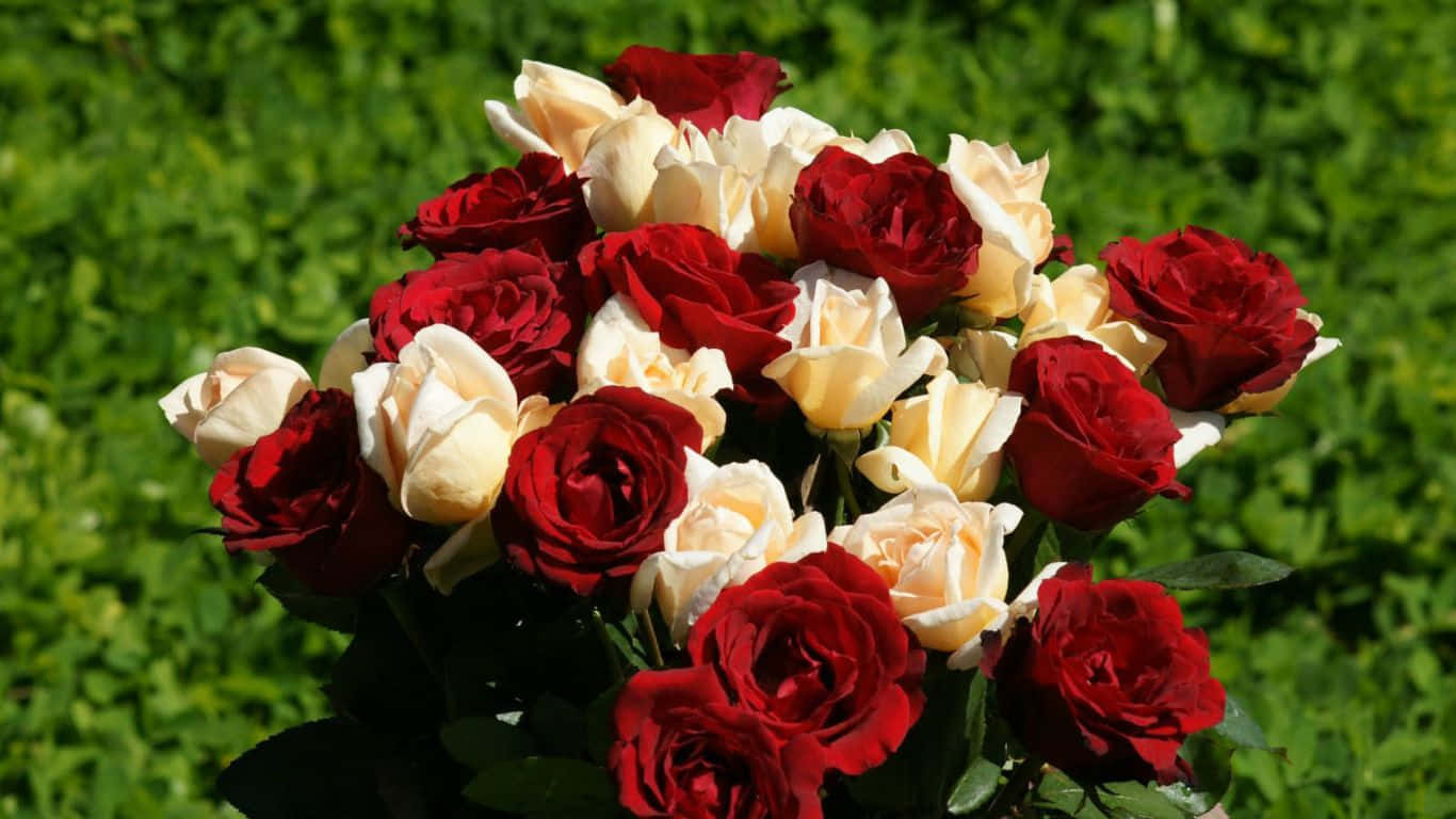 1366x768 Roses 桌布 壁紙 — 一束深紅色和奶油白色的玫瑰花在柔軟的綠色草地背景下鮮豔綻放。
