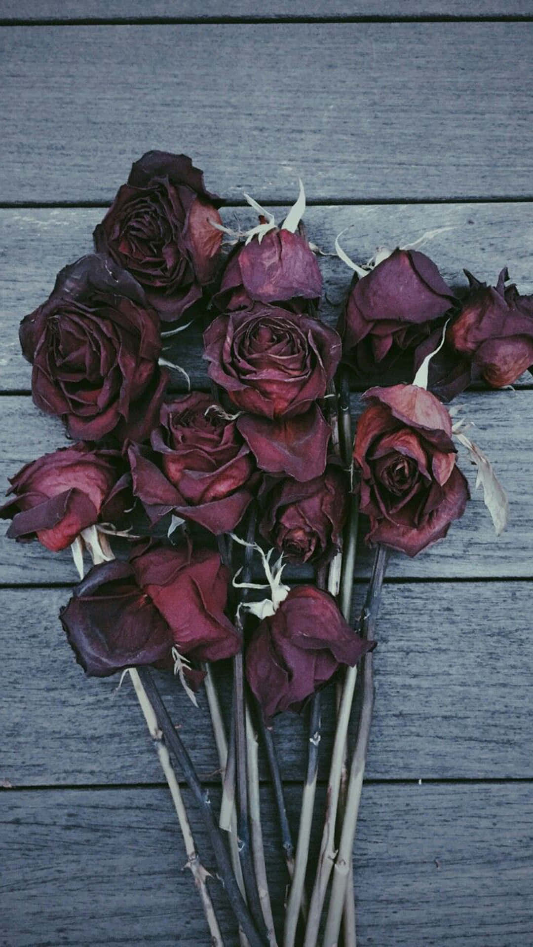 Aesthetic Rose 桌布 壁紙 — 一束深酒紅色乾燥玫瑰放在風化灰色木板上，帶有精緻的白色莖幹。