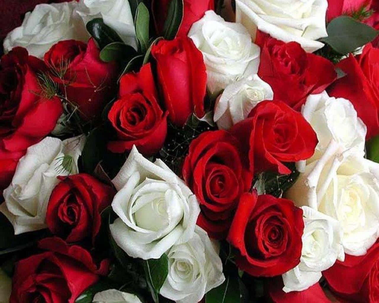 Roses 桌布 壁紙 — 一束由鮮紅與純白玫瑰交織著深綠葉子的豐盛花束。