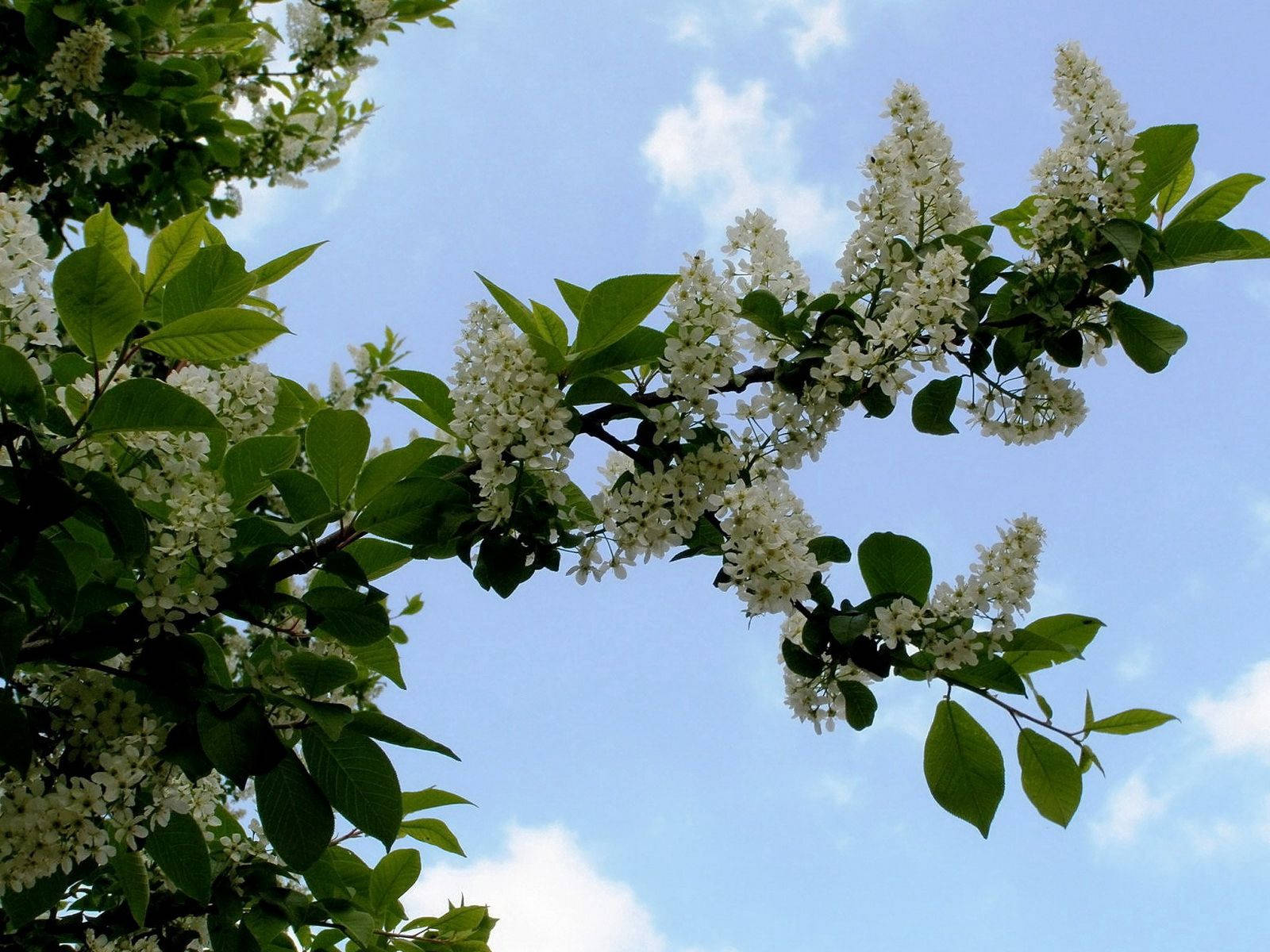 Blossom 桌布 壁紙 — 一束白色花朵和綠葉的樹枝在明亮的藍天和柔軟的白雲中彎曲。