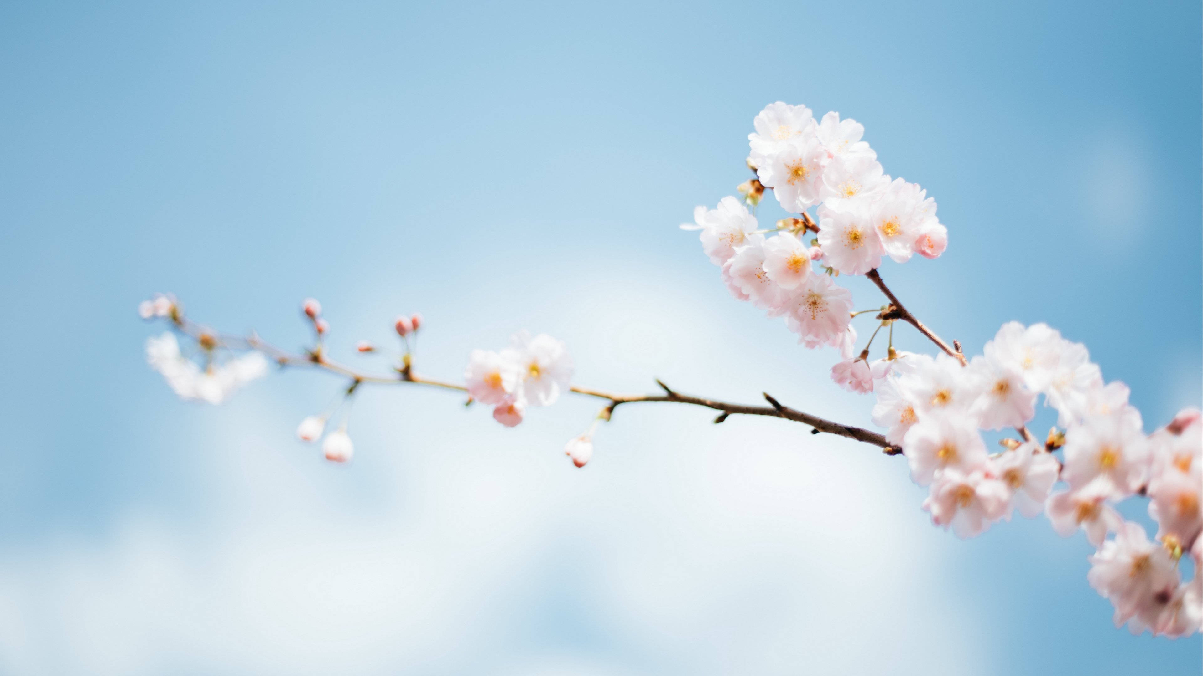 春天花朵 桌布 壁紙 — 一束粉紅色的櫻花在柔和的藍天白雲中綻放。