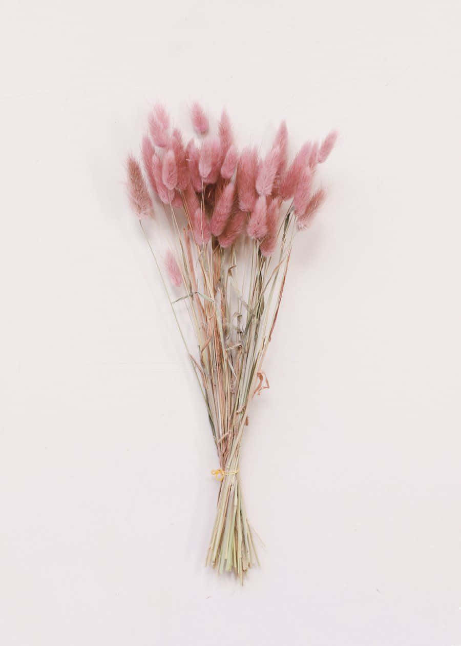 Dried Flowers 桌布 壁紙 — 一束精緻的乾燥粉紅色蒲葦，帶有羽毛狀的花穗，用黃色繩子綁在純白色背景上。
