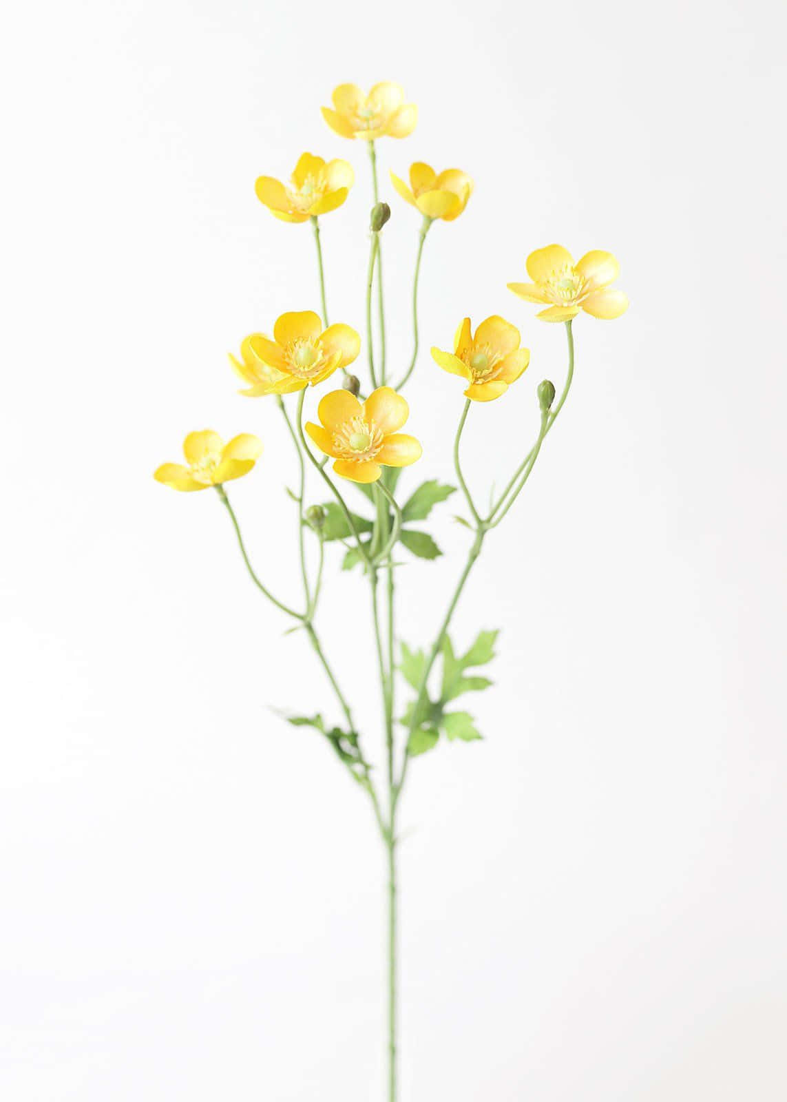 花 桌布 壁紙 — 一束精緻的亮黃色毛茛，帶有綠色莖葉，矗立在純白色背景前。