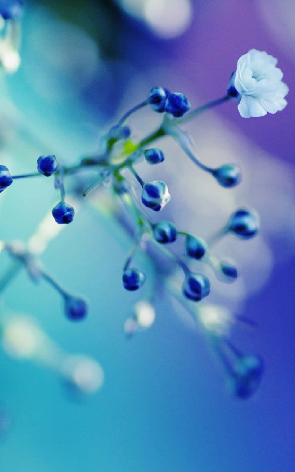 花 桌布 壁紙 — 一束精緻的滿天星，在柔和的藍紫漸變背景上，綻放出一朵白色花朵和藍色花蕾。