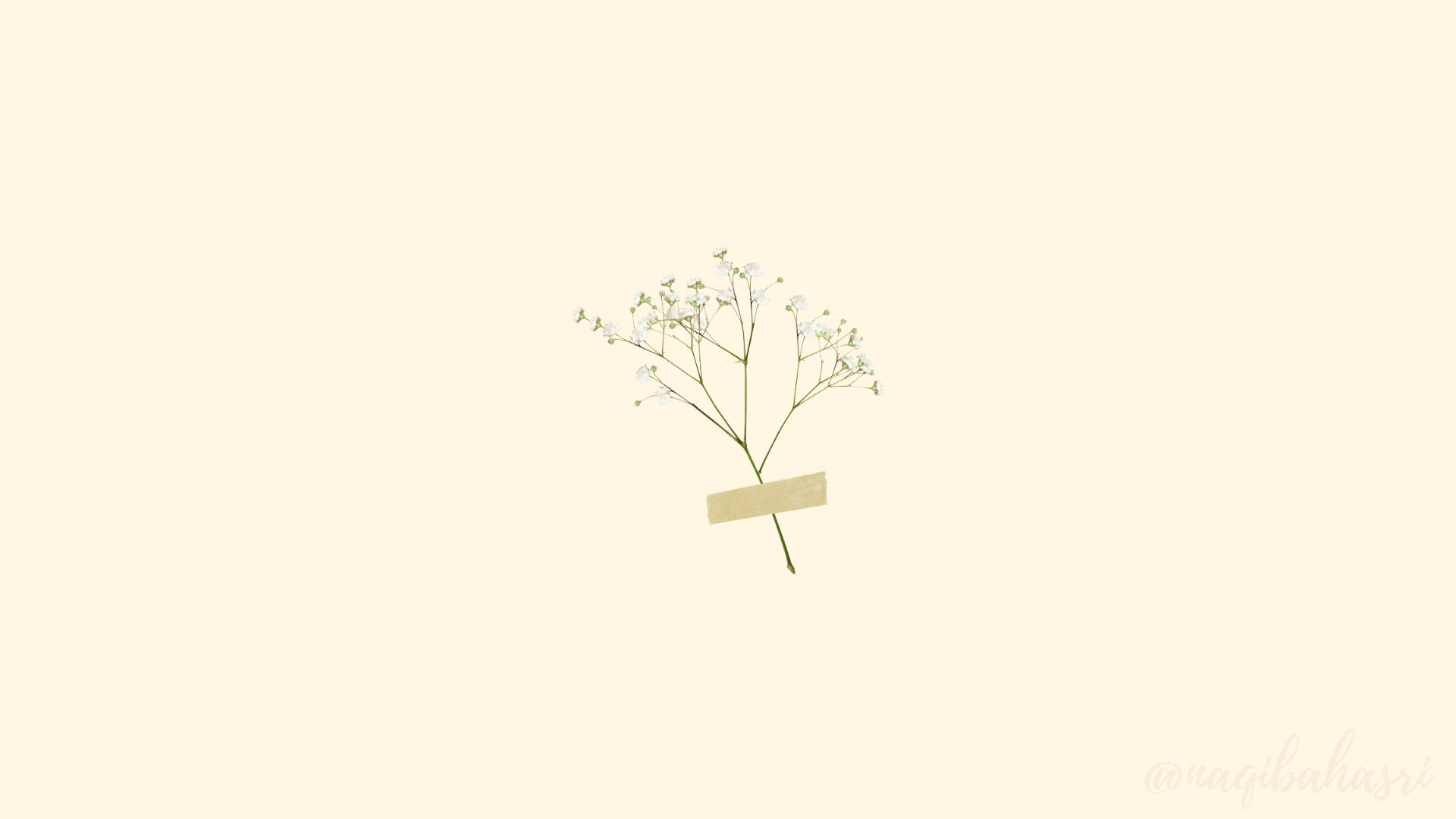 Flowers 桌布 壁紙 — 一束精緻的滿天星花朵，用米色膠帶貼在柔和的奶油色背景上。
