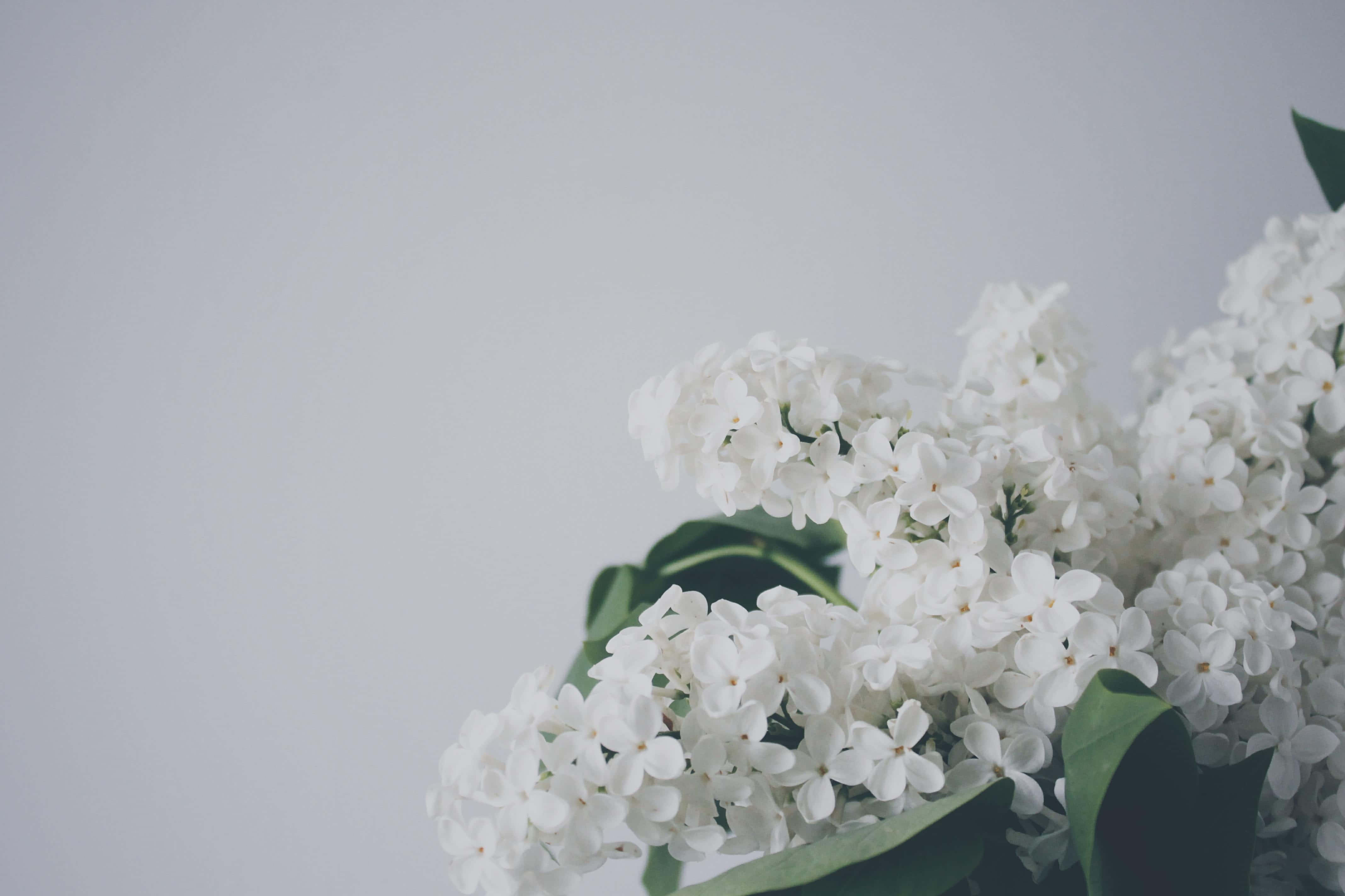 白色美學動圖 桌布 壁紙 — 一束精緻的白色丁香花，深綠色葉子，在柔和的灰色背景上輕輕照亮。
