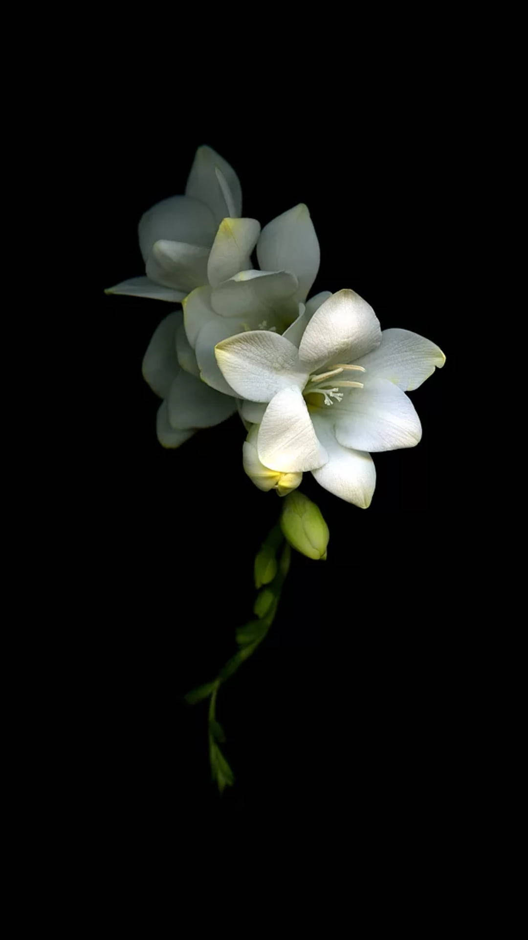 Flowers 桌布 壁紙 — 一束精緻的白色小蒼蘭花朵，帶有微妙的黃色花心，在純黑色背景下格外突出。