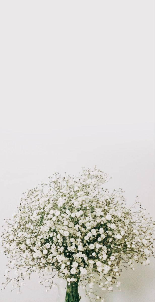 White Flowers 桌布 壁紙 — 一束精緻的白色滿天星花朵，插在綠色花瓶裡，襯以極簡的淺灰色背景。