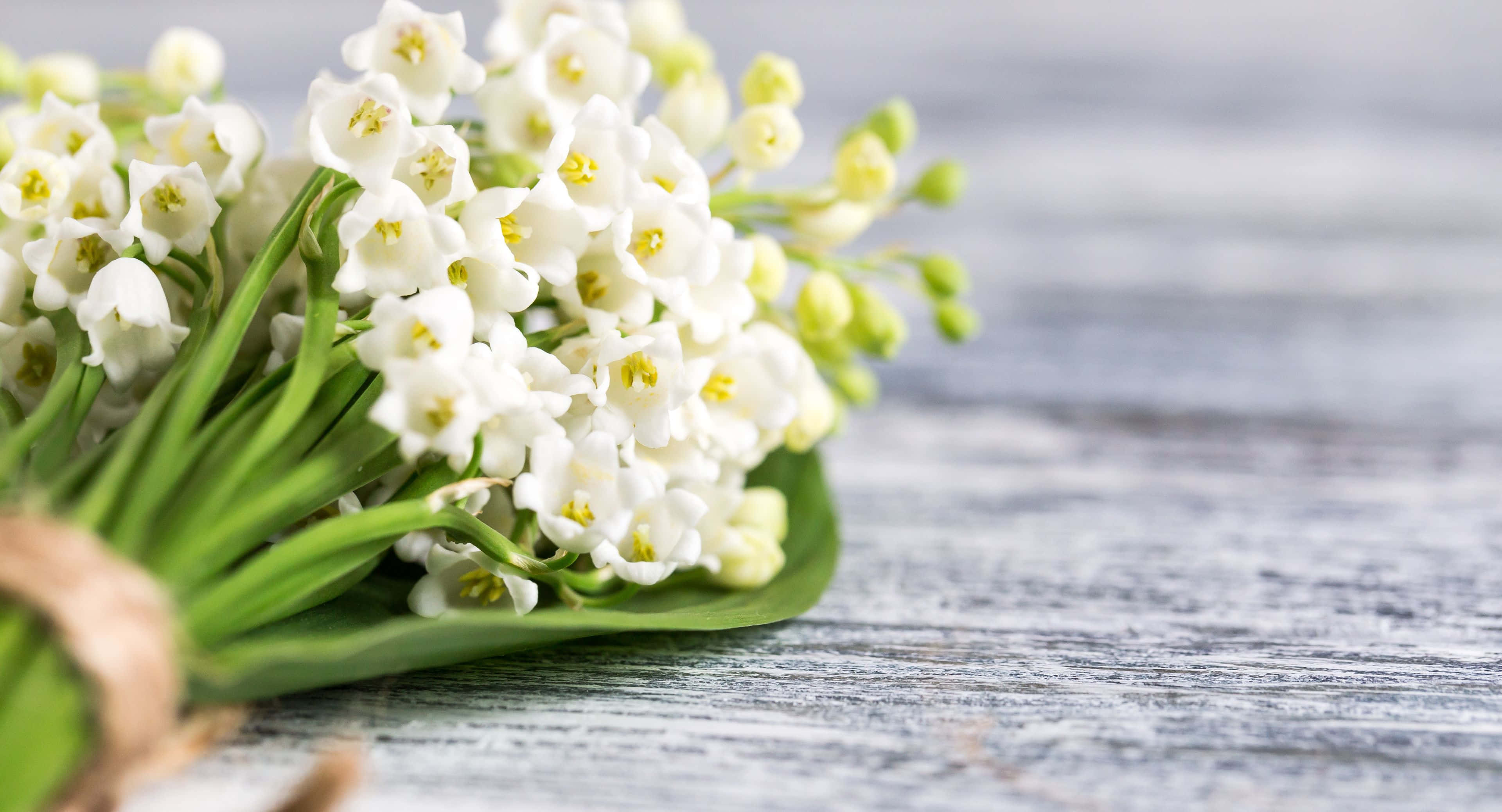 3840x2076 桌布 壁紙 — 一束精緻的白色鈴蘭花，帶有綠色莖，放在風化的灰色木質表面上。
