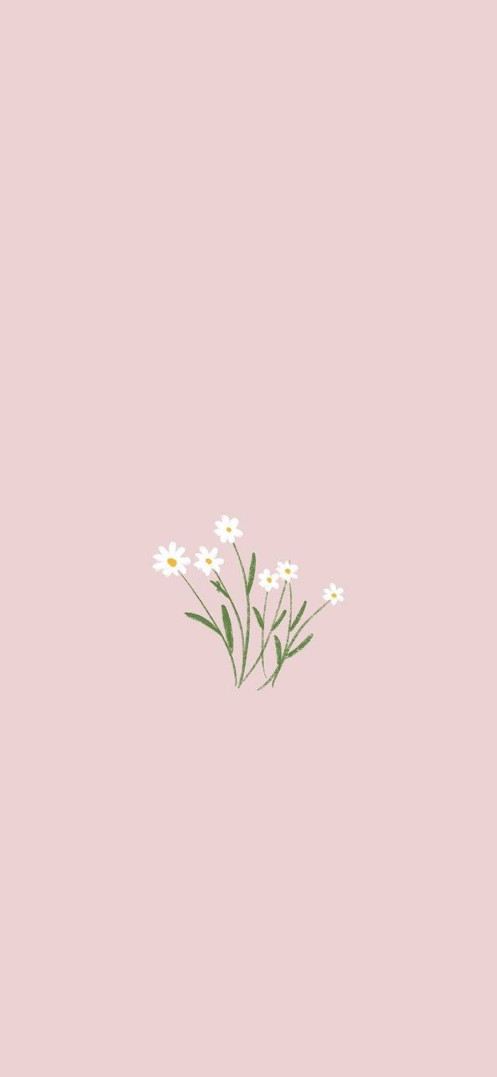 White Flowers 桌布 壁紙 — 一束精緻的白色雛菊，帶有綠色莖，漂浮在柔和的粉紅色背景上。