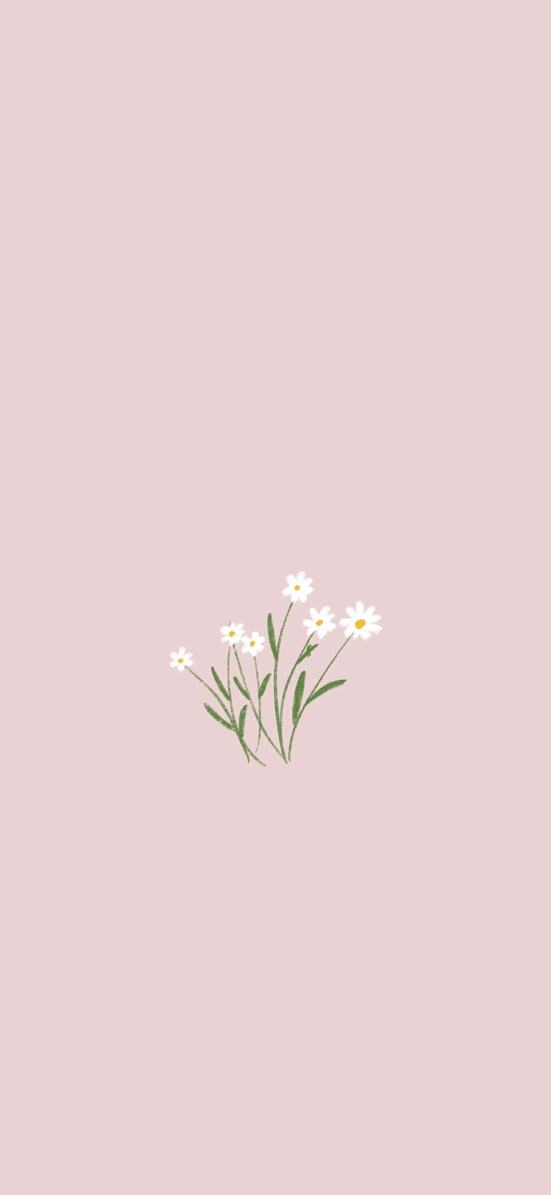 Simple Flower 桌布 壁紙 — 一束精緻的白色雛菊，帶有綠色莖幹，輕輕漂浮在柔和的粉紅色背景上。