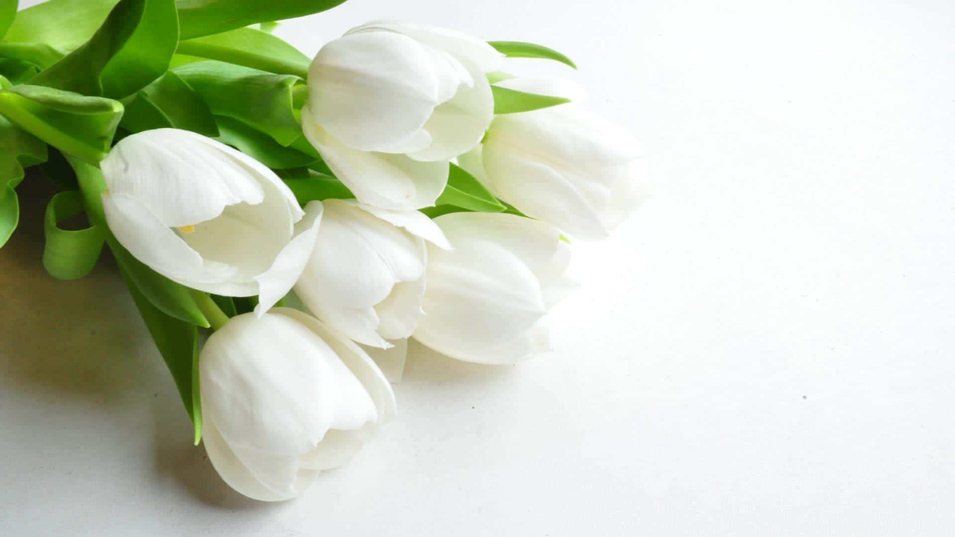 White Flowers 桌布 壁紙 — 一束精緻的白色鬱金香，搭配鮮綠色的葉子，輕輕地放在潔白的表面上。