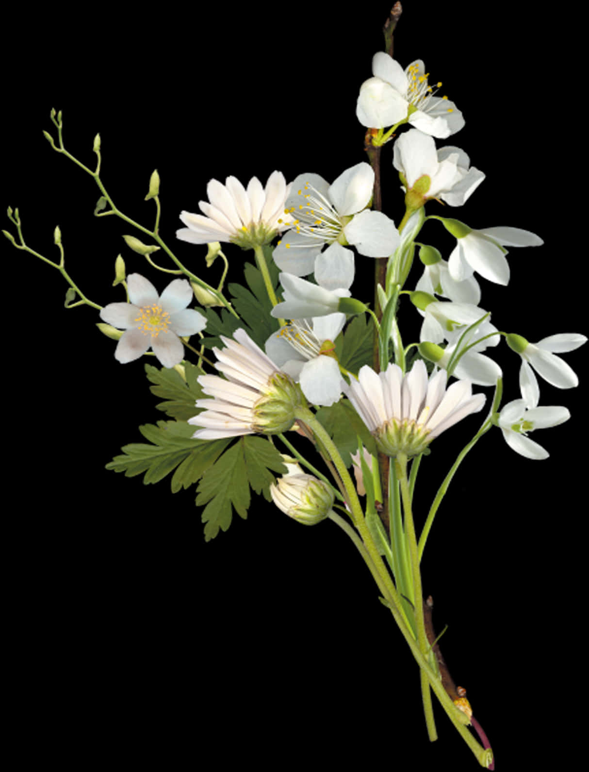 White Flowers 桌布 壁紙 — 一束精緻的白花和帶有花蕾的綠色莖幹，襯托在純黑背景上。