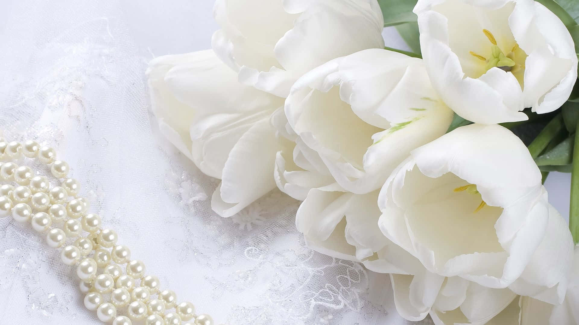 White Rose 桌布 壁紙 — 一束精緻的白鬱金香放在蕾絲覆蓋的表面上，旁邊有一條珍珠項鍊。