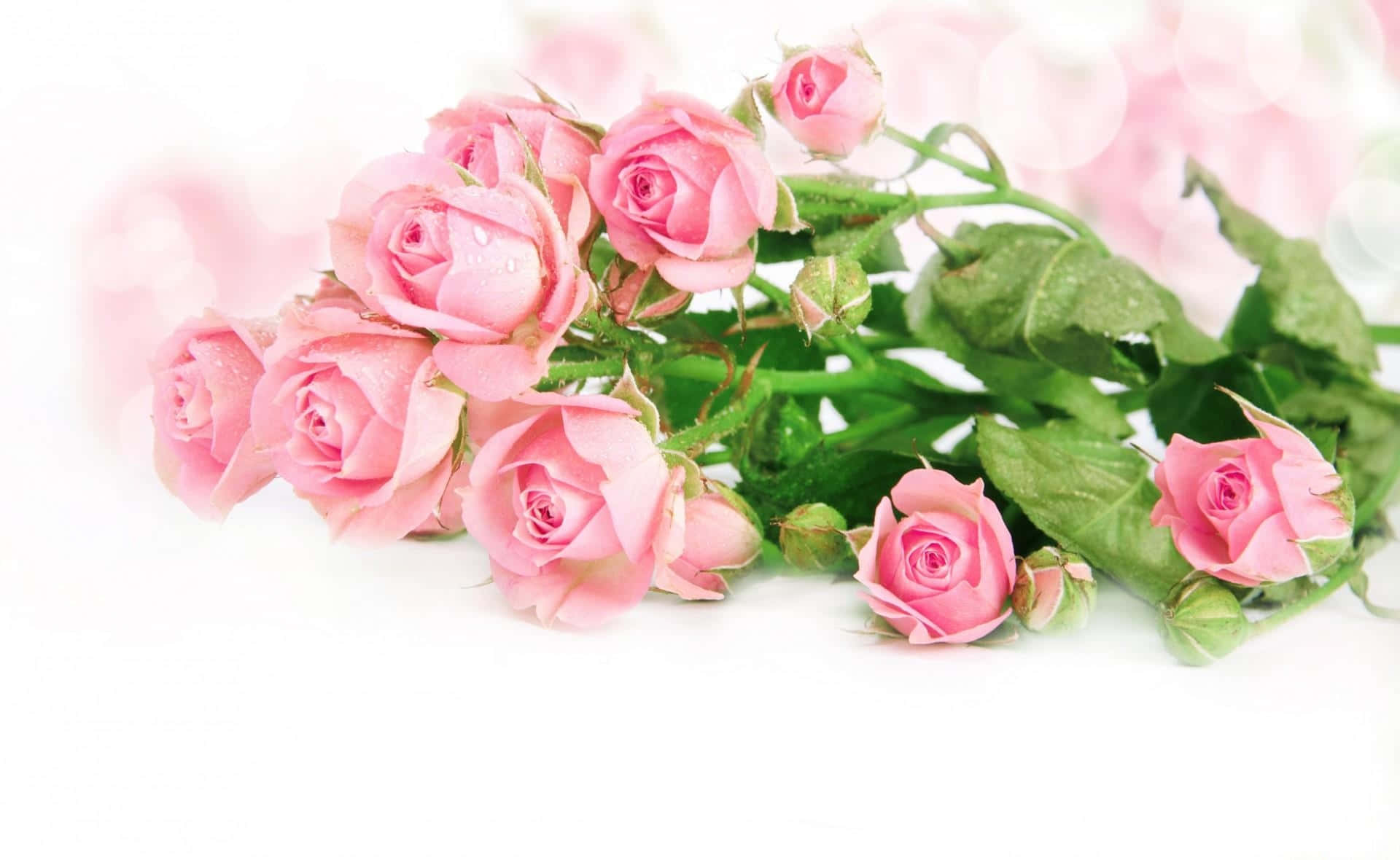 Rose Flower 桌布 壁紙 — 一束精緻的粉紅玫瑰帶有露珠，放置在柔和的白色背景上，帶有模糊的花卉散景。