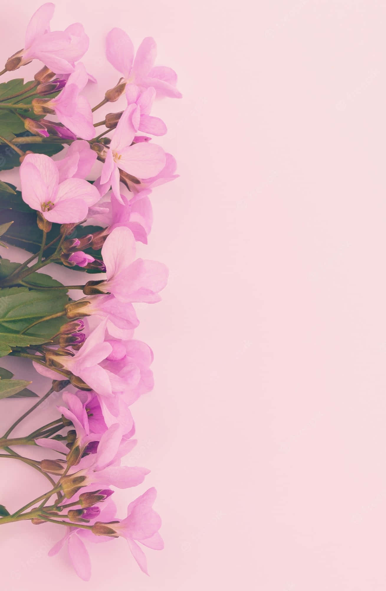 Pink Flower Phone 桌布 壁紙 — 一束精緻的粉紅色花朵，帶有綠色莖，沿左邊排列在柔和的粉紅色背景上。