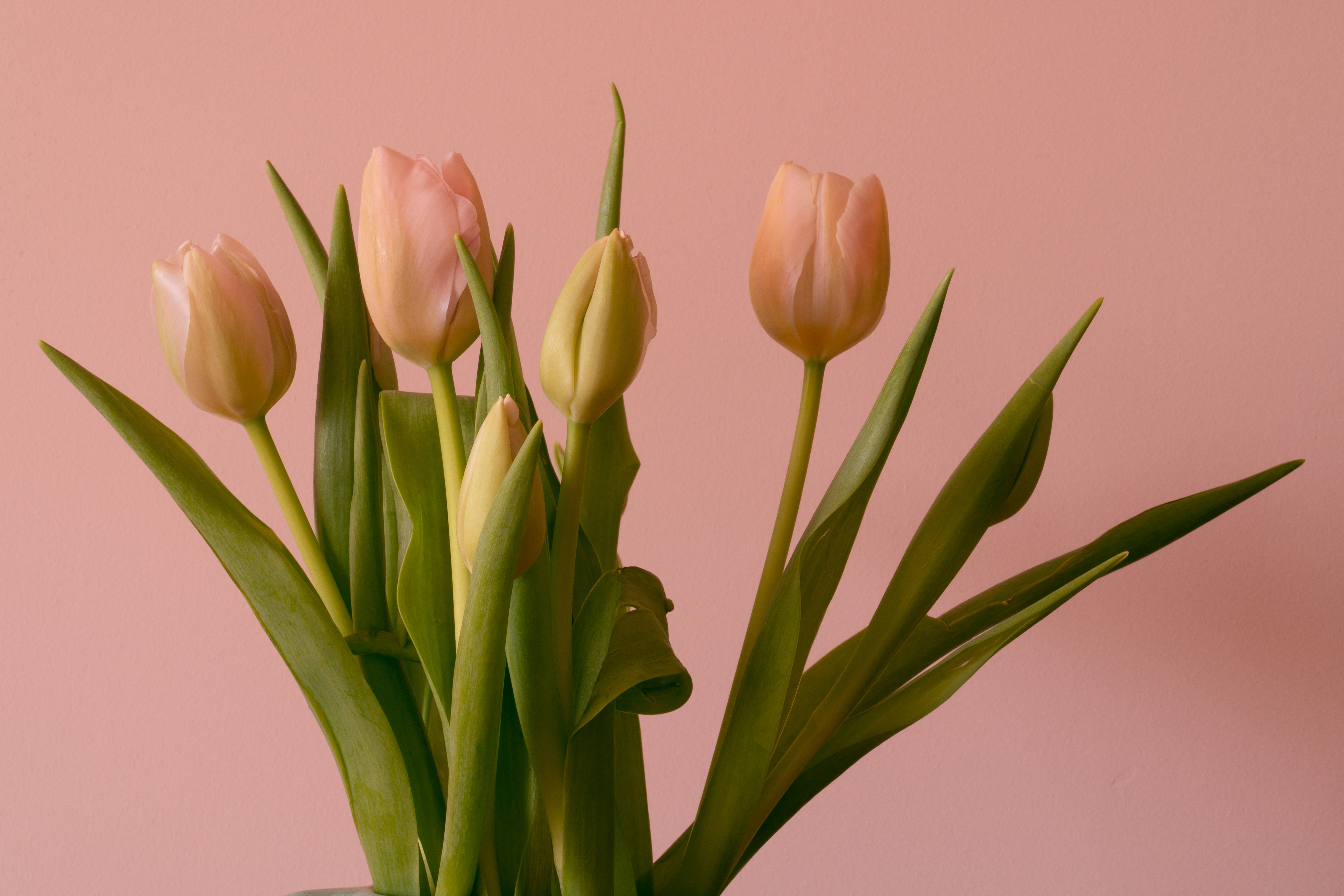 Tulip 桌布 壁紙 — 一束精緻的粉紅色鬱金香，帶有綠色莖和葉子，襯托在柔和的粉紅色背景上。
