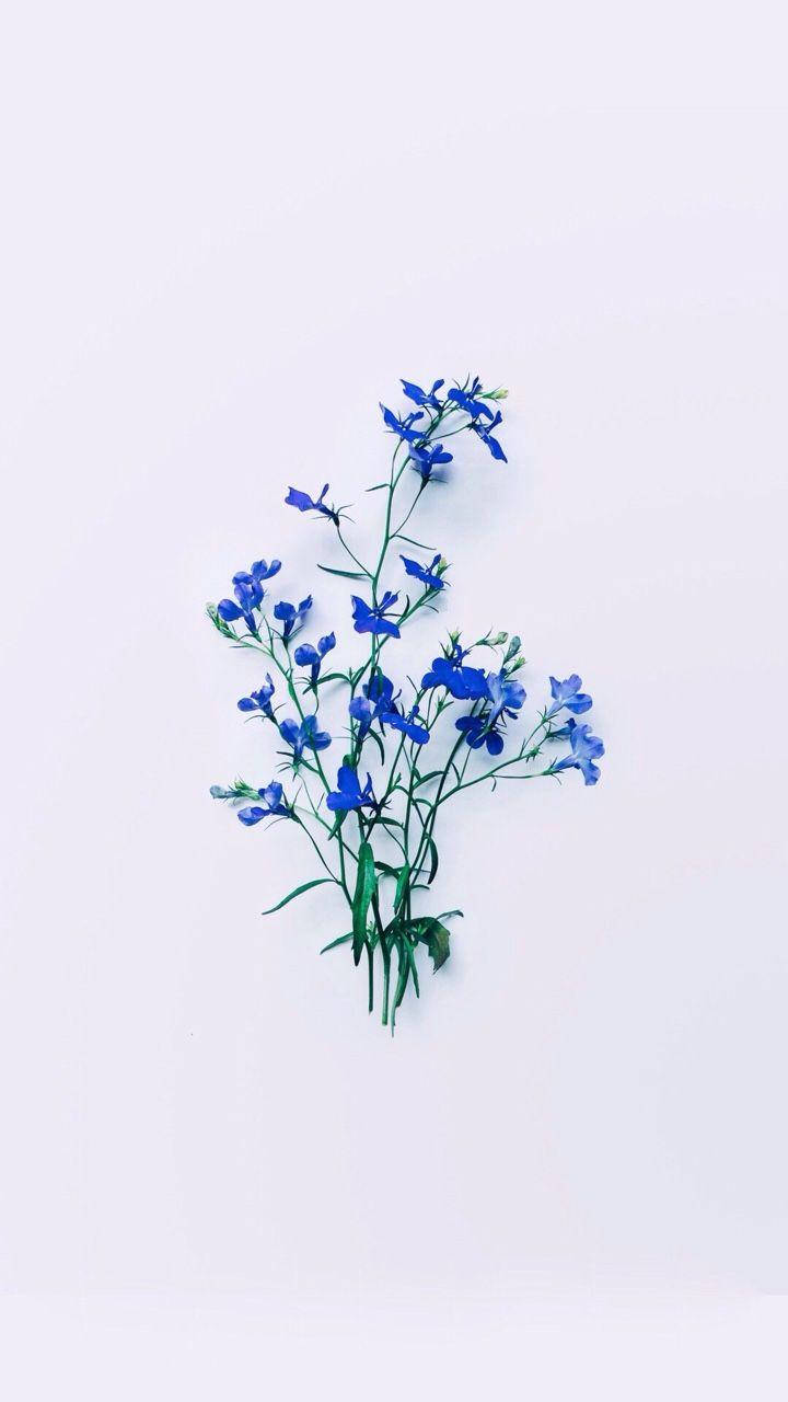 Blue Flower 桌布 壁紙 — 一束精緻的鮮藍色花朵，搭配綠色莖幹，襯托在柔和的白色背景上。