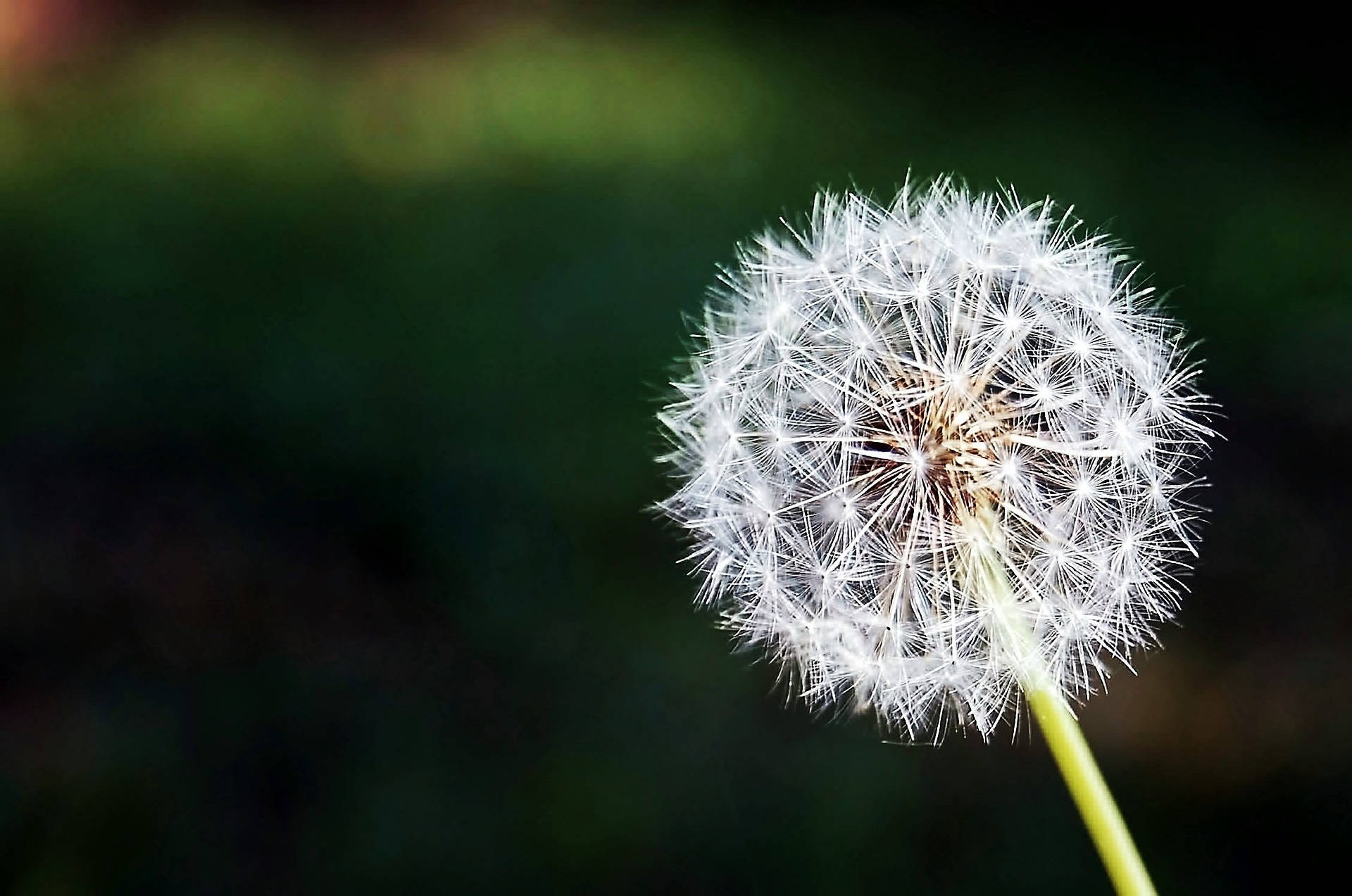 Dandelion 桌布 壁紙 — 一束細緻的白色蒲公英種子頭部在模糊的深綠色背景下柔和發光的特寫。