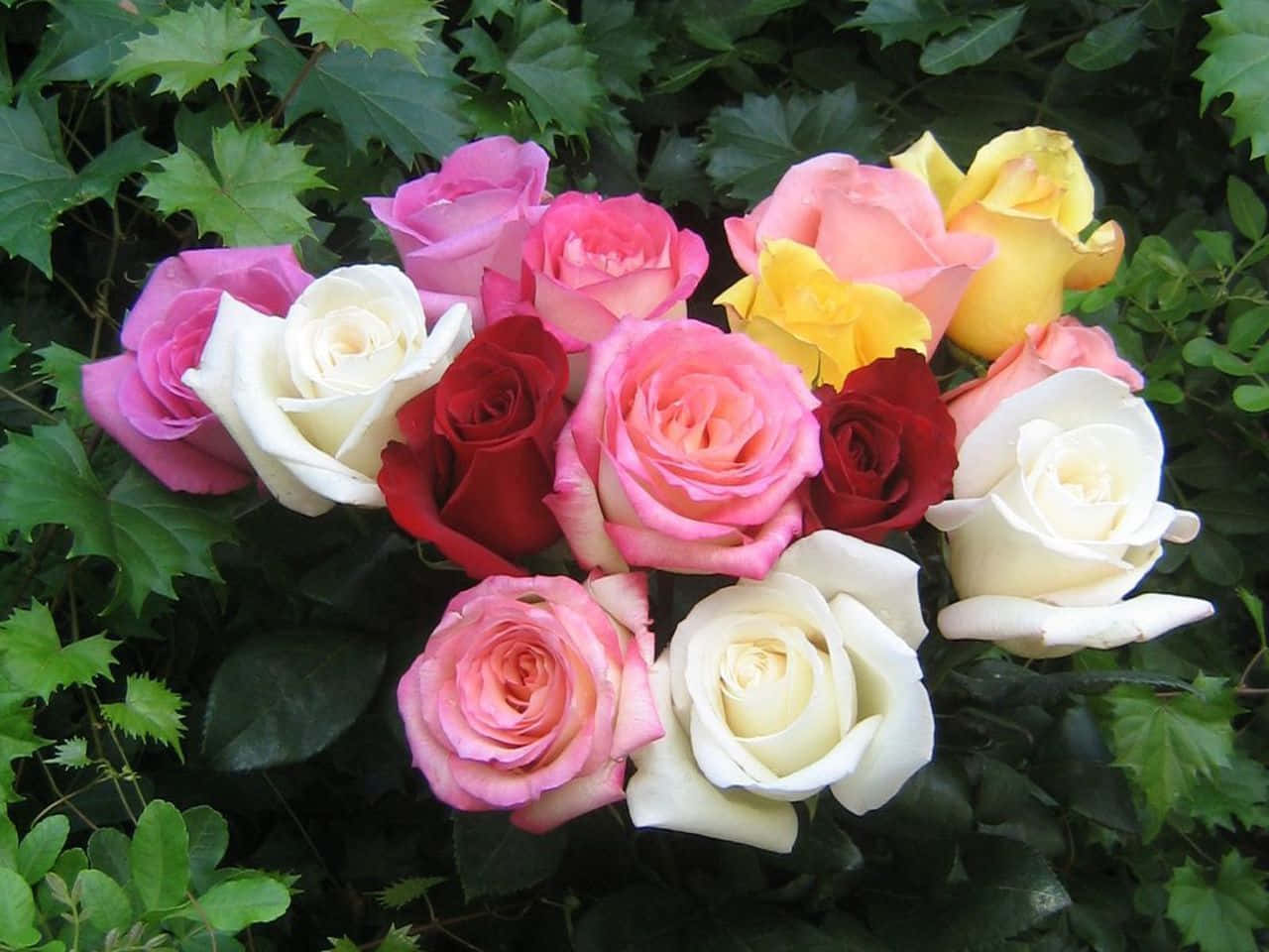 Roses 桌布 壁紙 — 一束色彩繽紛的盛開玫瑰，周圍環繞著茂密的綠葉。