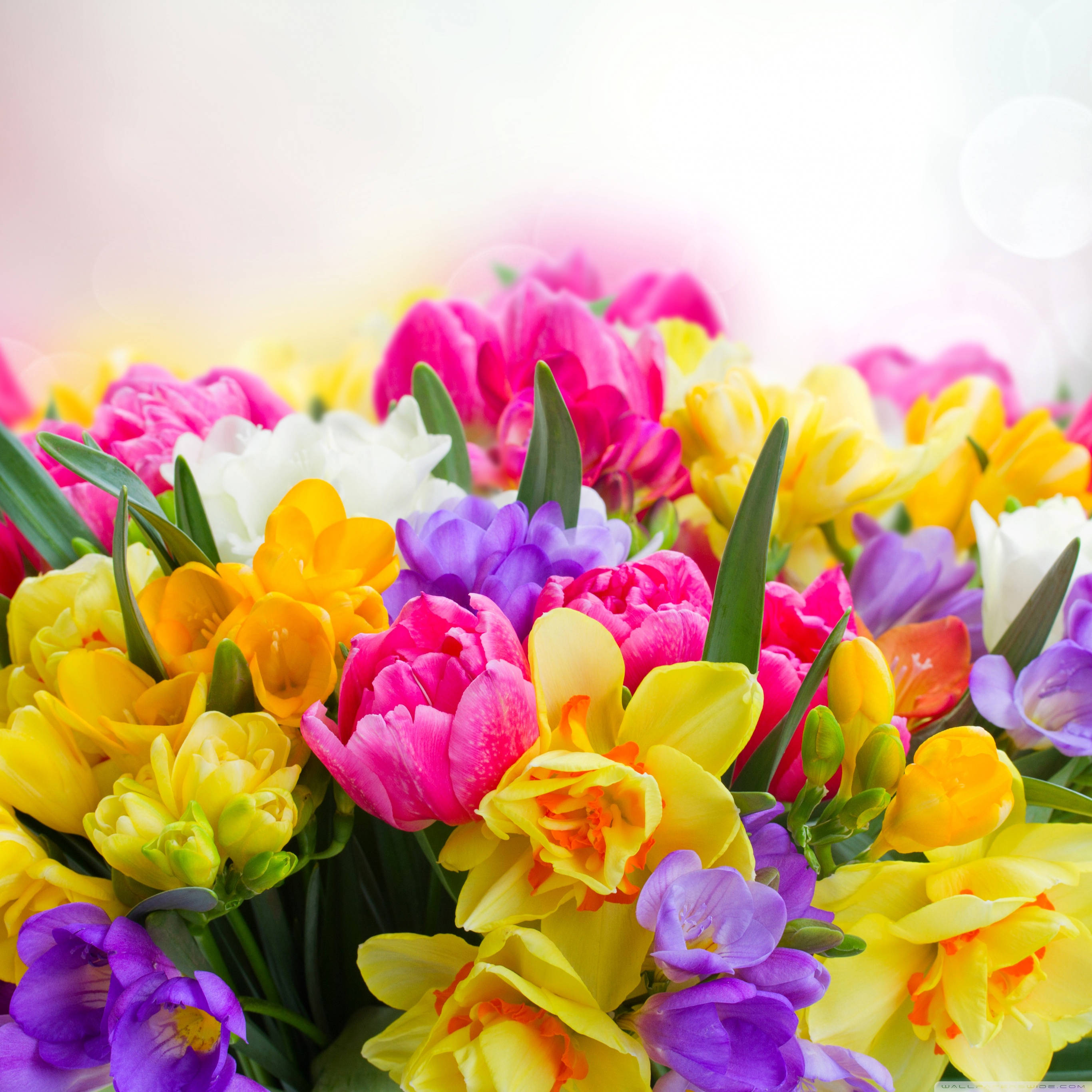 Daffodils 桌布 壁紙 — 一束色彩鮮豔的粉紅、黃、紫、白色鬱金香和水仙花，搭配綠色莖幹，襯托在柔和發光的背景上。