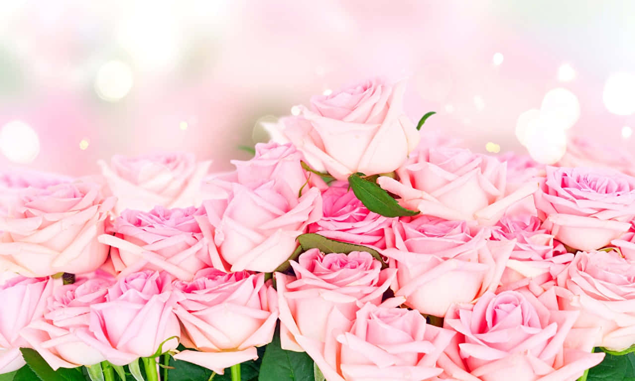 1280x768 Rose 桌布 壁紙 — 一束茂盛的柔和粉紅玫瑰，搭配綠葉和發光的散景燈光，在夢幻般的粉彩背景中。