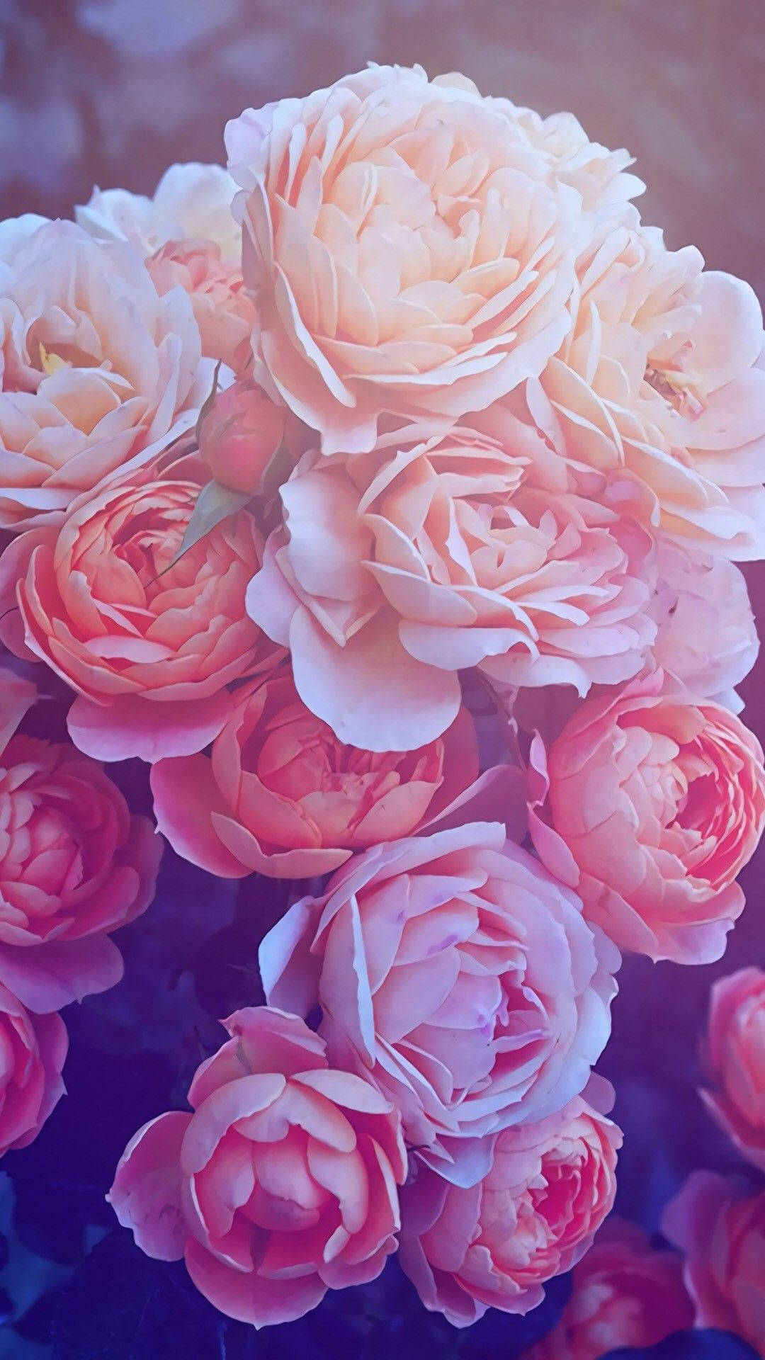 Rose iPhone 桌布 壁紙 — 一束茂盛的柔和粉紅與蜜桃色玫瑰，精緻層疊的花瓣沐浴在溫暖的環境光中。