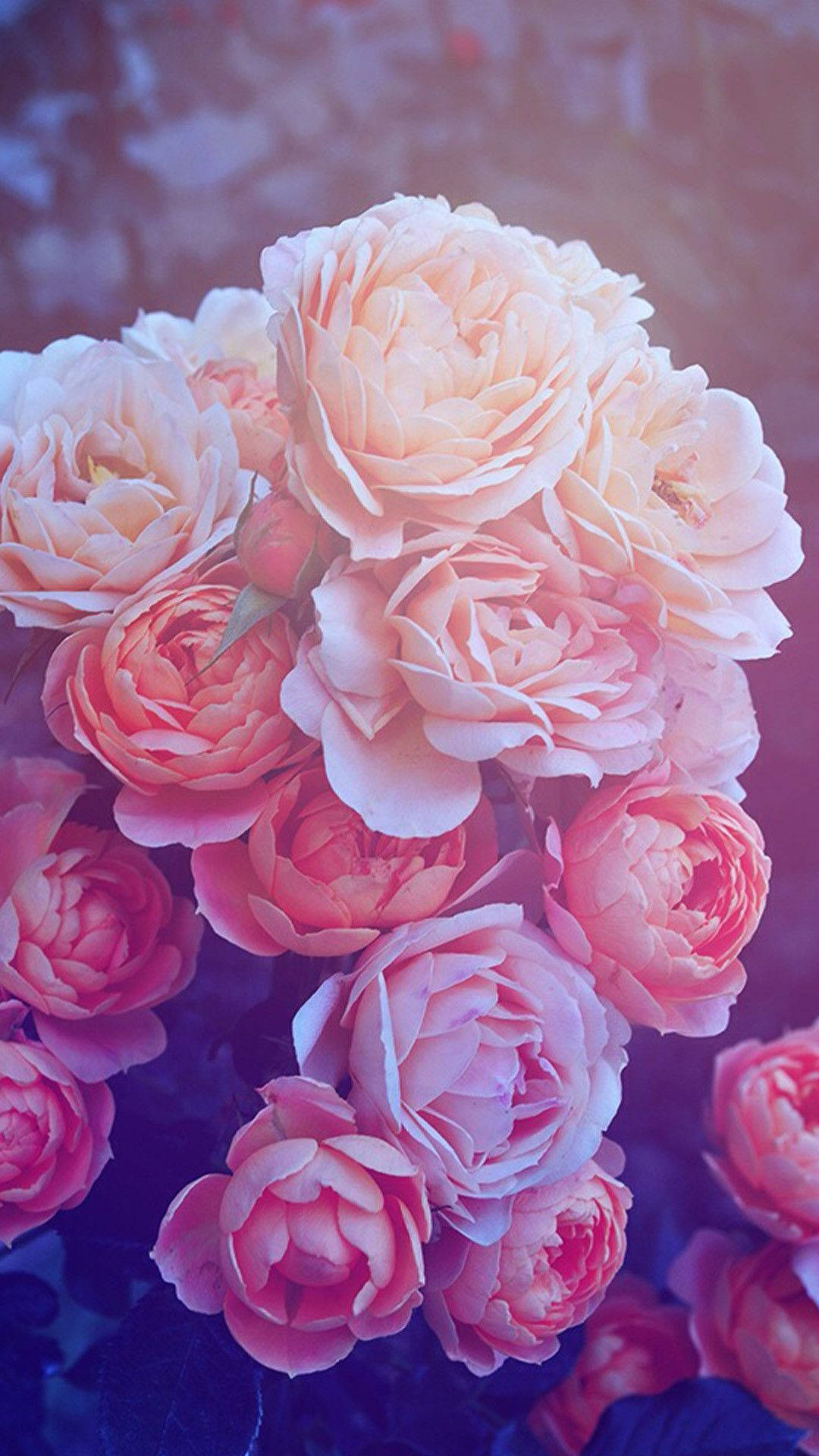iPhone 桌布 壁紙 — 一束茂盛的柔和蜜桃色和粉紅色玫瑰，沐浴在夢幻的紫色和藍色光線中，背景模糊。