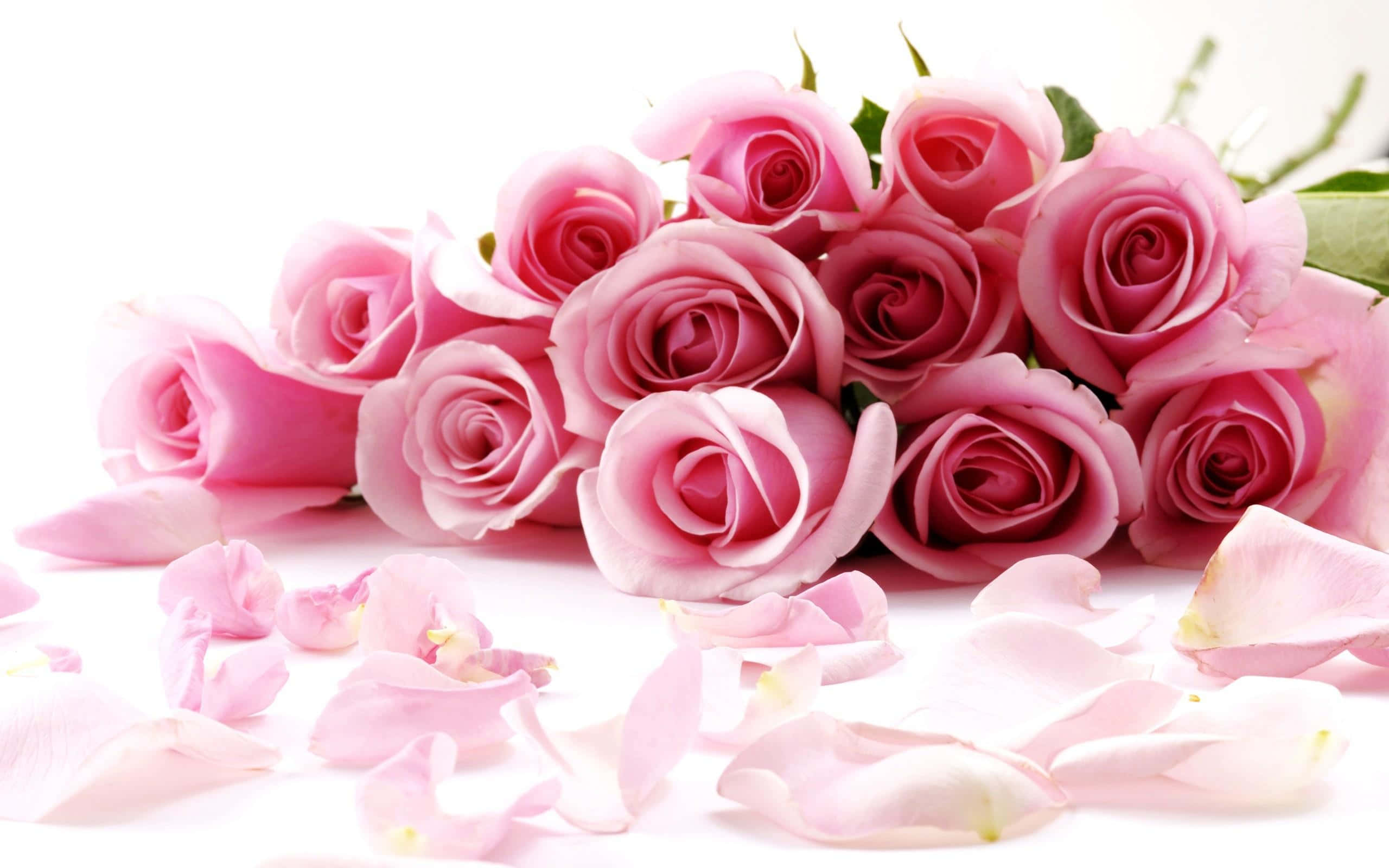 Rose Art 桌布 壁紙 — 一束茂盛的柔粉色玫瑰，散落的花瓣，放在純白色的表面上。