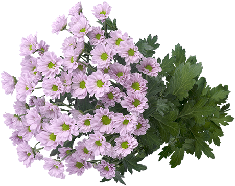 菊花 桌布 壁紙 — 一束茂盛的淡紫色菊花，搭配鮮綠色葉子，襯以純黑背景。