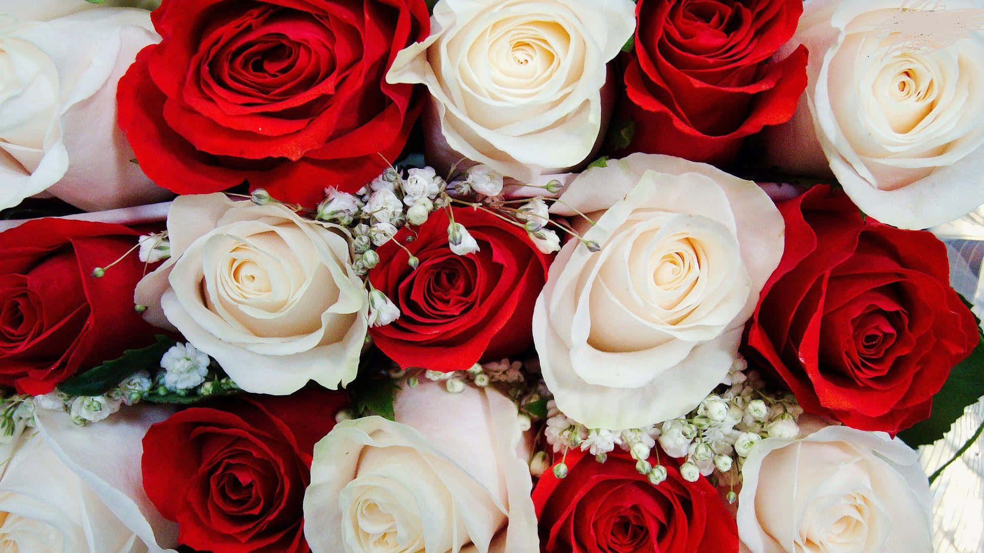 Roses 桌布 壁紙 — 一束茂盛的深紅和奶油白玫瑰，與精緻的滿天星交織在柔和自然光中。